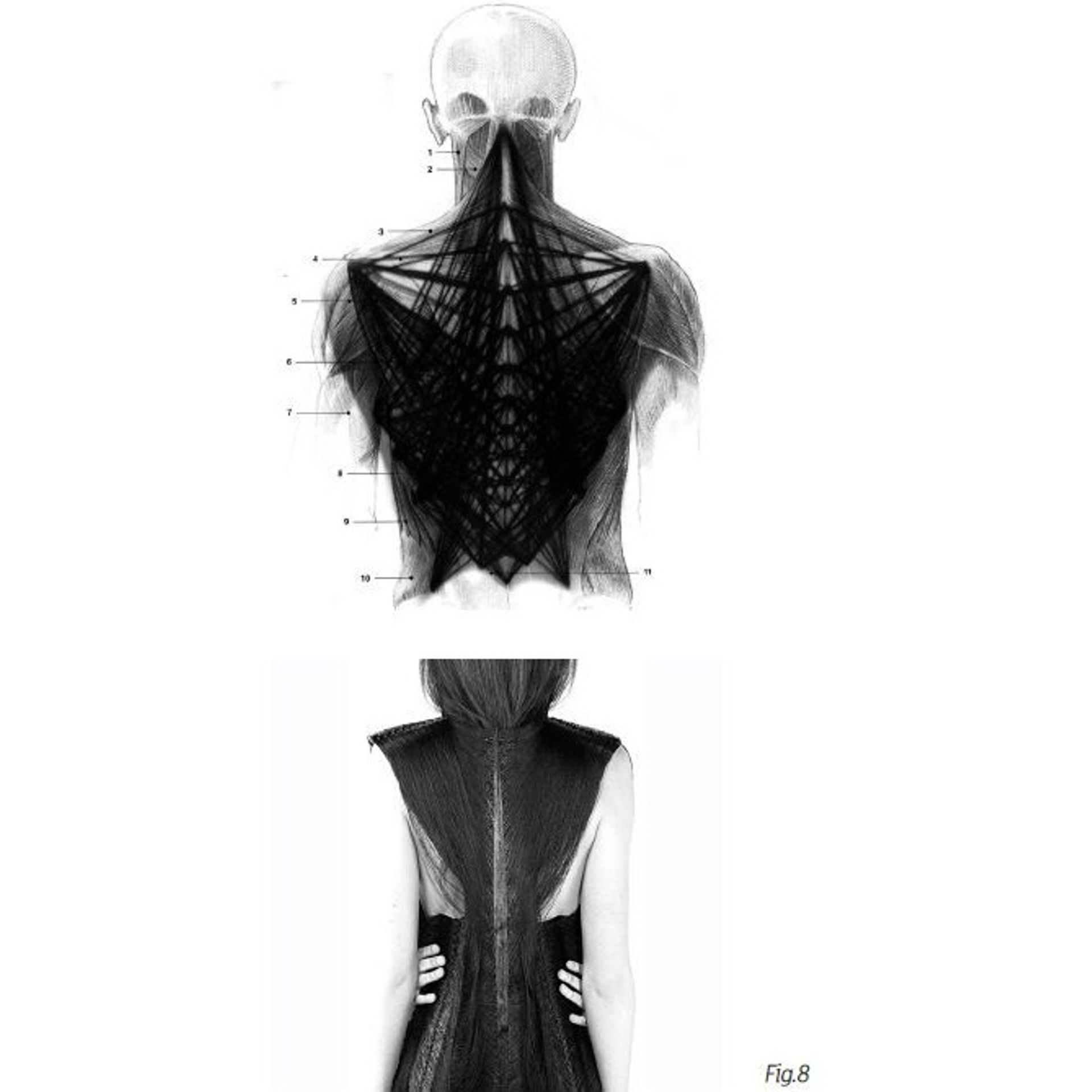 Jeanne Vicérial a reproduit les muscles de l'épine dorsale avec un fil unique de 150 km
