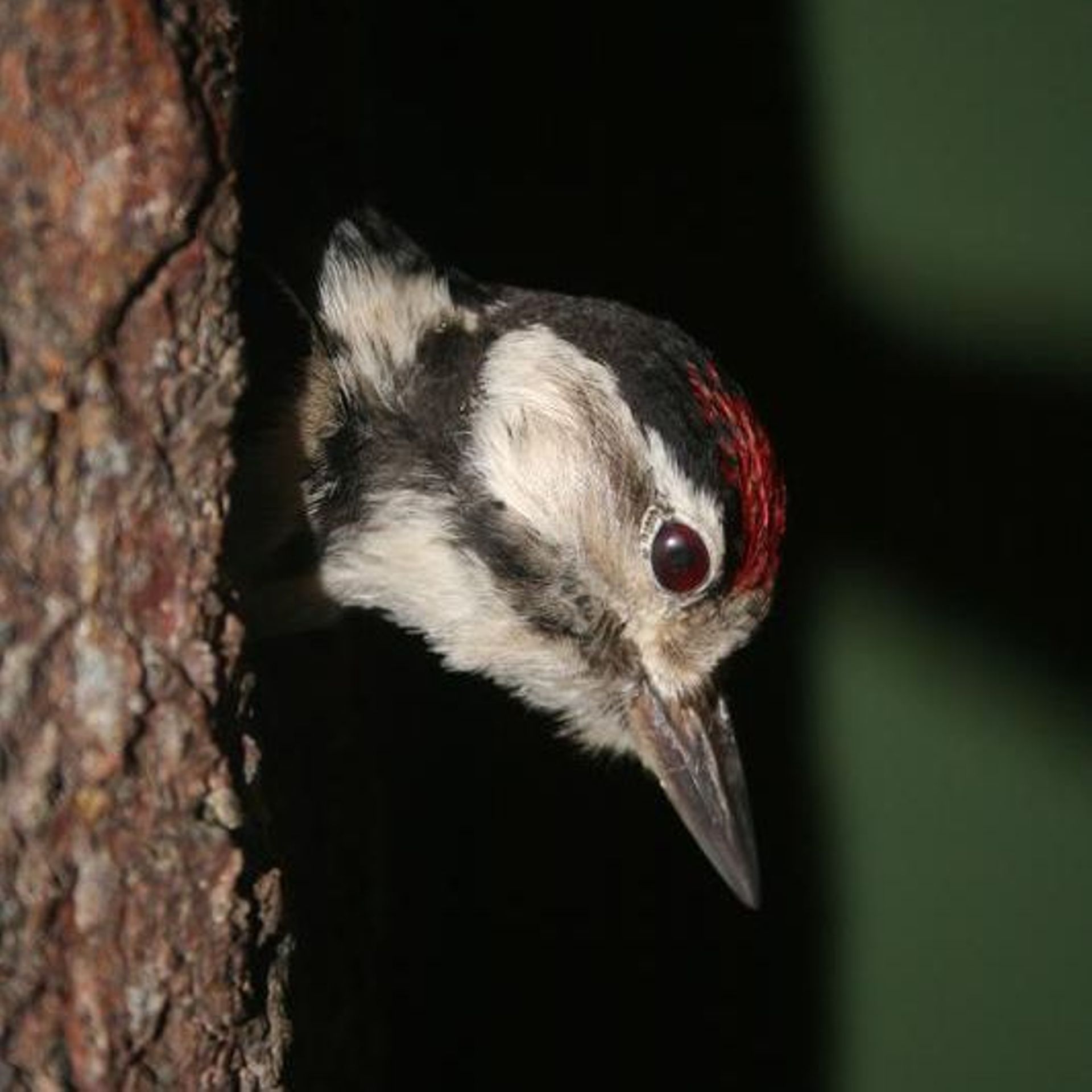 Oiseau Grimpeur Voisin Du Pic 6 Lettres Afrique du Sud: un nouveau fossile d'oiseau préhistorique baptisé 'Nelson  Mandela' - rtbf.be