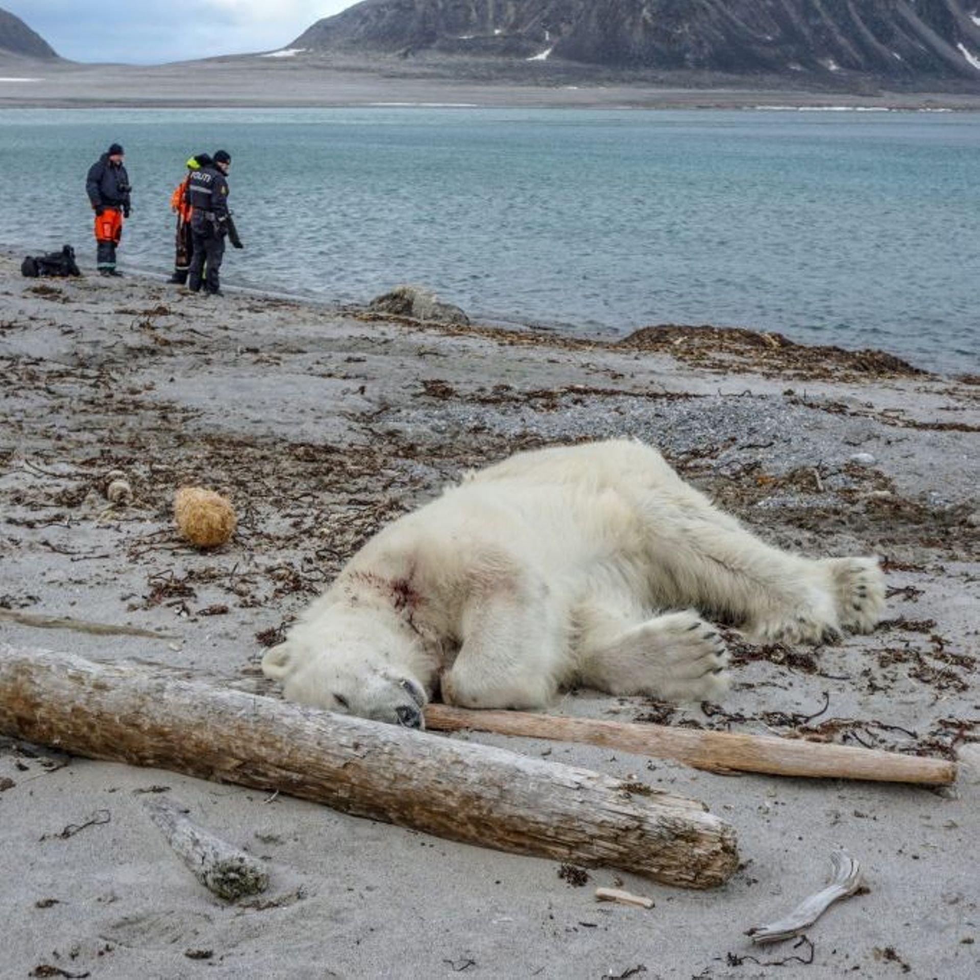 Image De Plage Avec Un Ours Polaire Un ours polaire abattu en Arctique: la compagnie de croisières sur la  sellette, le débarquement aurait dû être interrompu - rtbf.be