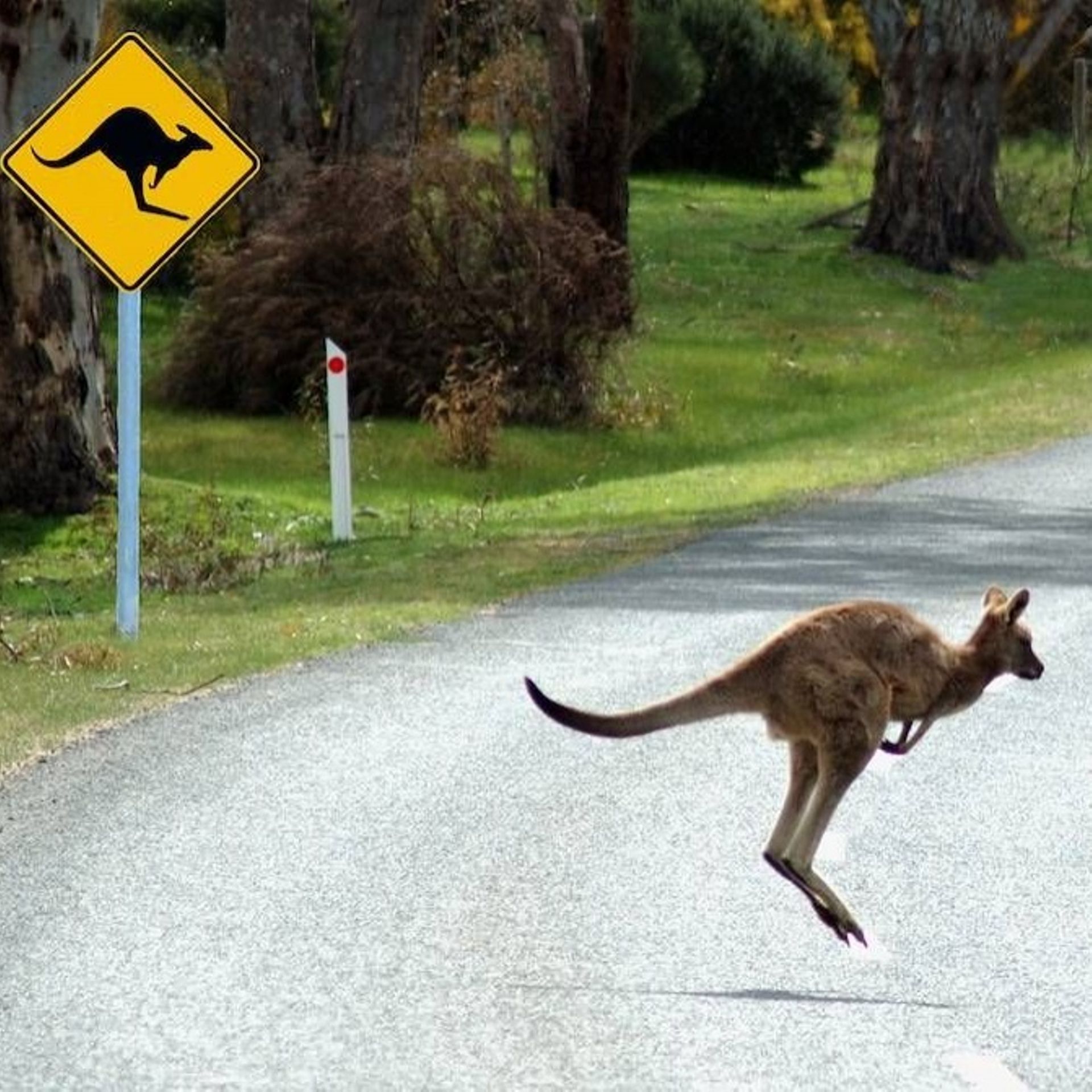 Un kangourou traverse la route juste devant un panneau "attention aux kangourous"