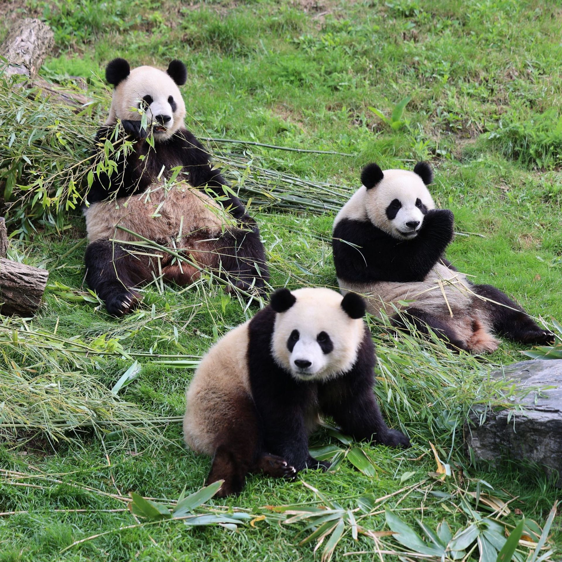 Maman panda et ses petits