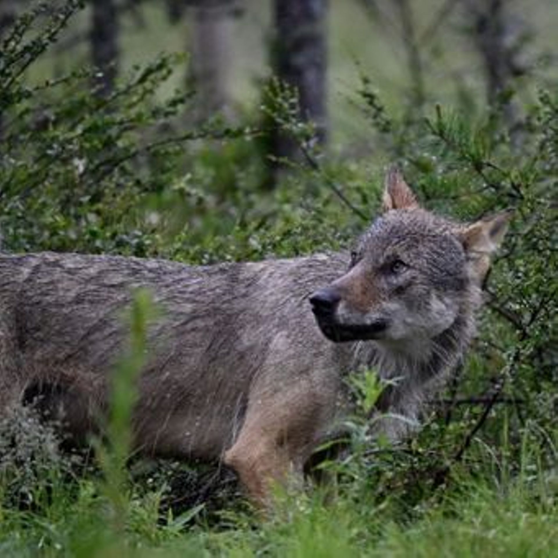 Quel est notre problème avec le loup ?