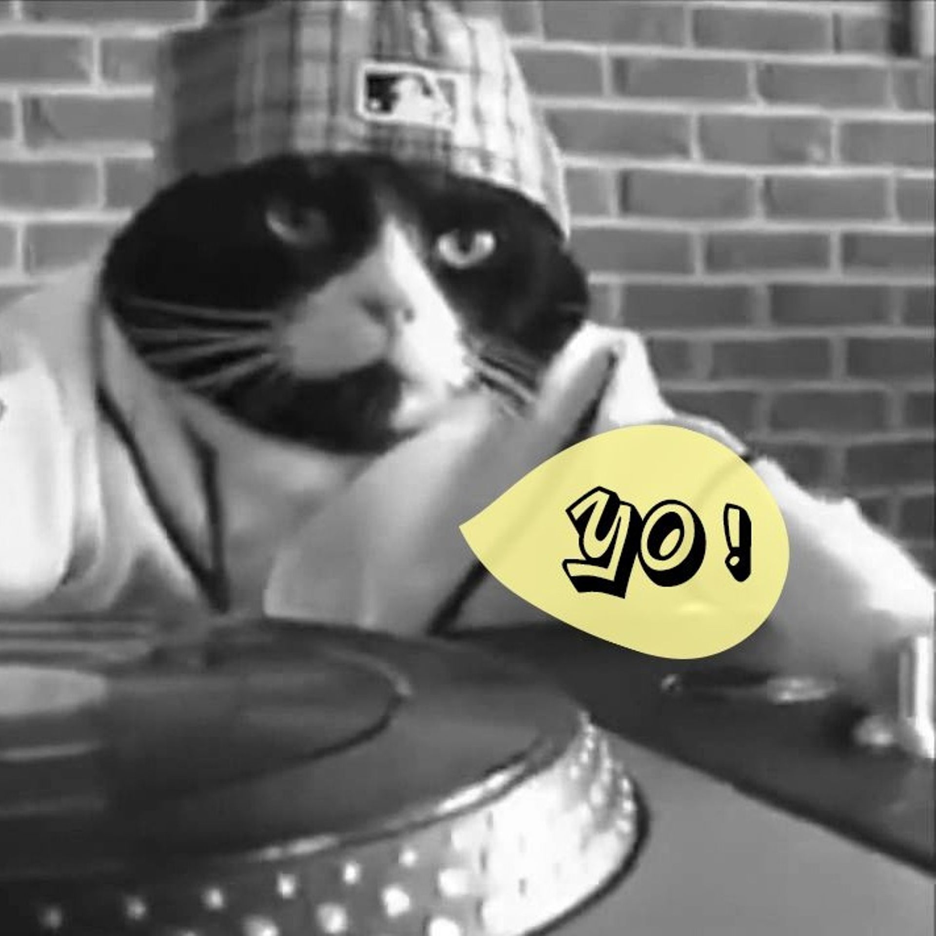 L'instant cute : DJ Kitty, un chat roi des platines 
