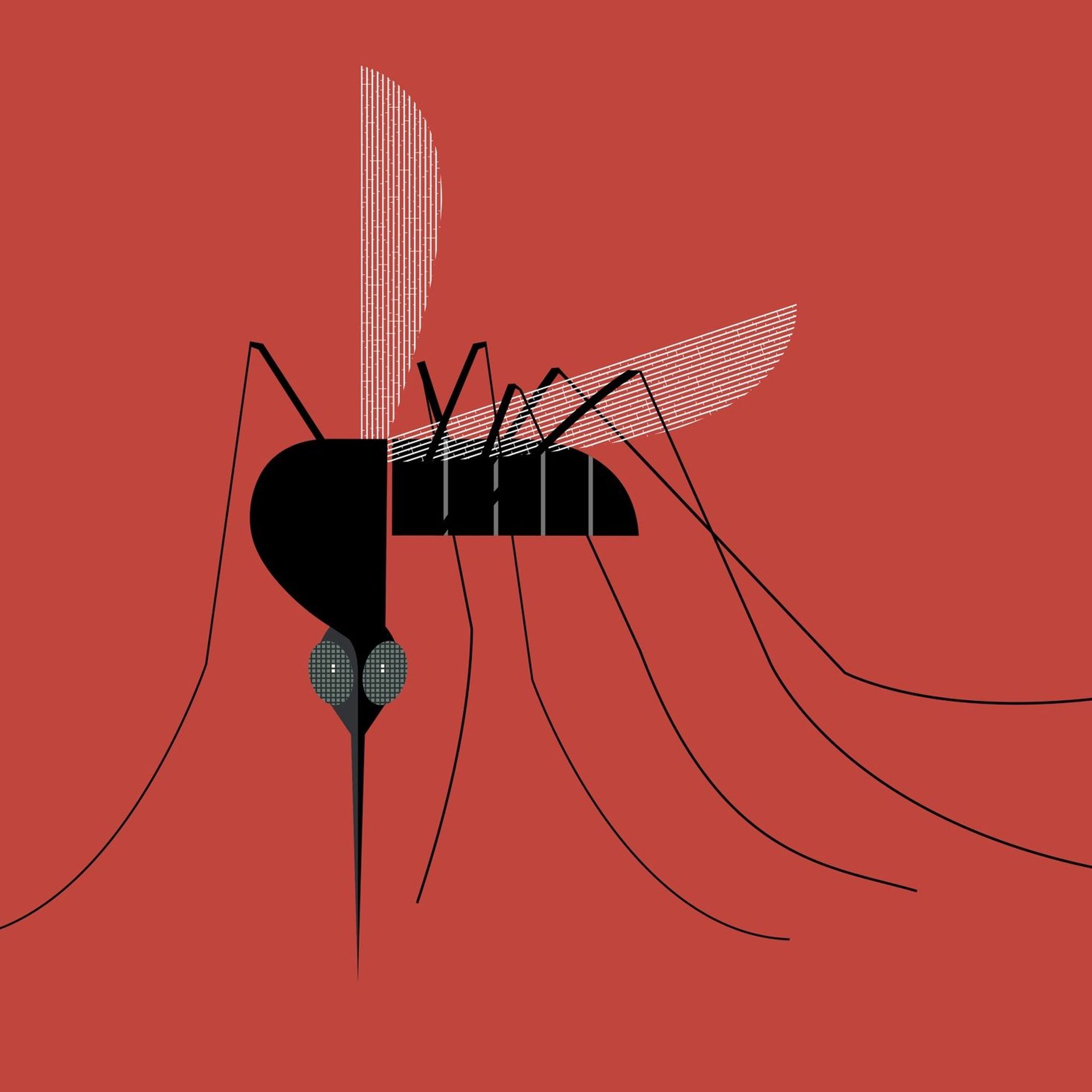 Huiles essentielles, coco, ail ou basilic : Comment éloigner les moustiques  sans produits chimiques