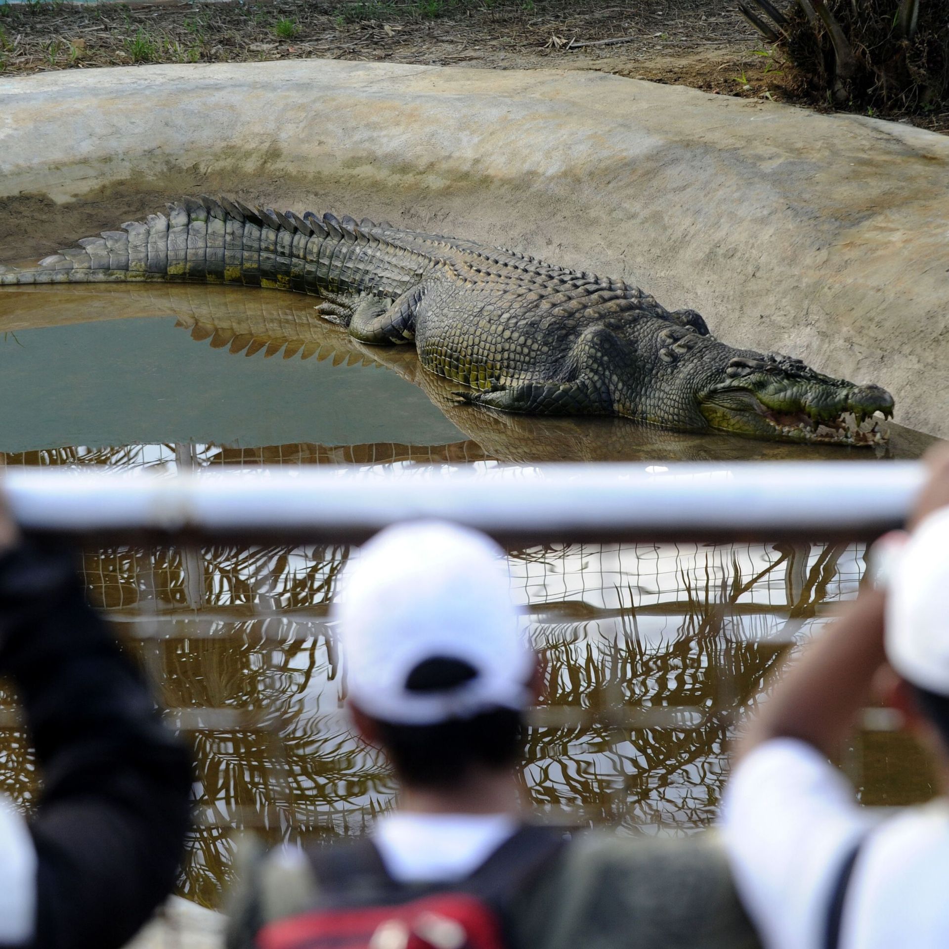 vidéo du crocodile de Lolong 2023