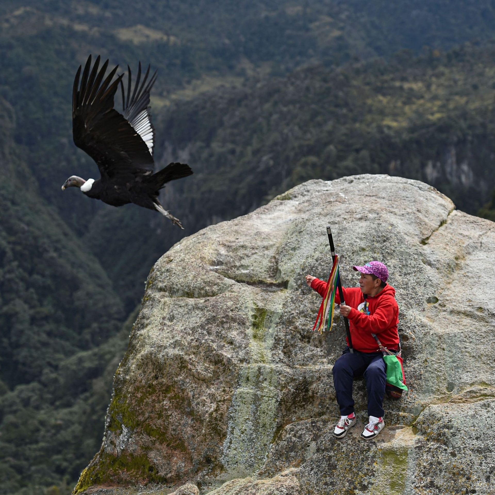 Grand recensement des condors des Andes en Colombie