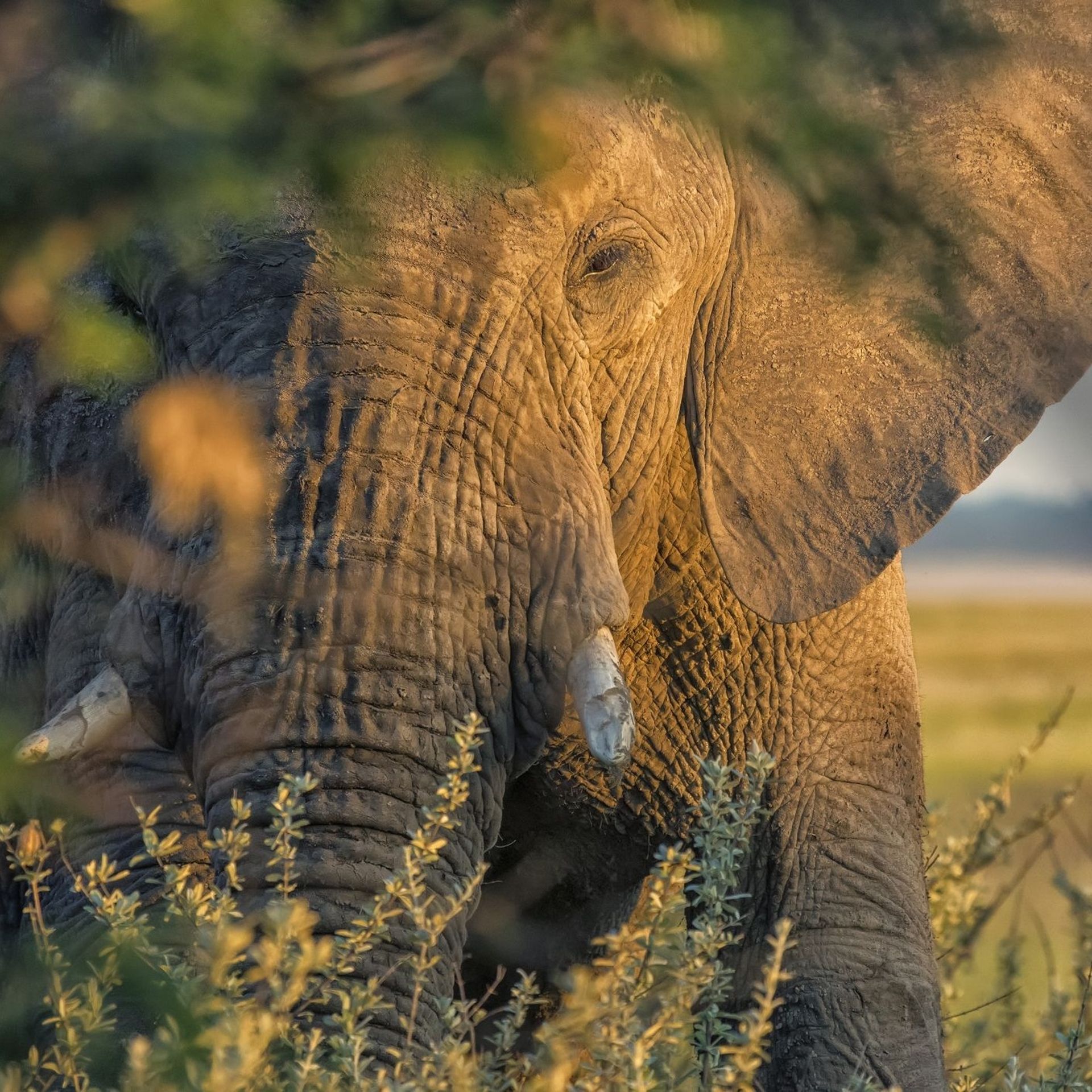 Quels animaux survivront au dérèglement climatique ? - Sciences et