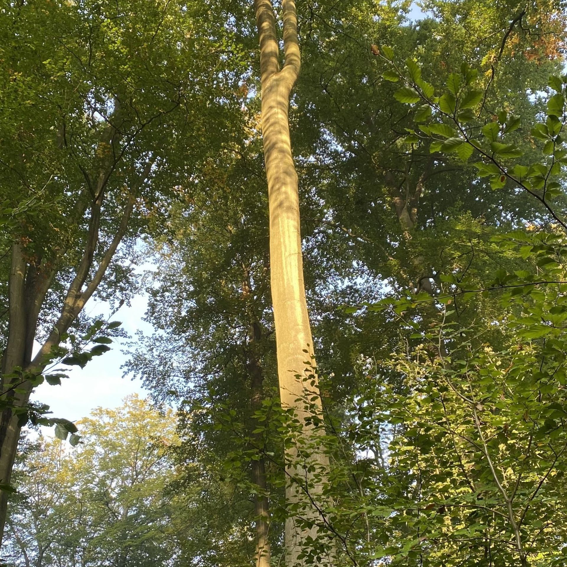 Le bois de Lauzelle à Louvain-la-Neuve