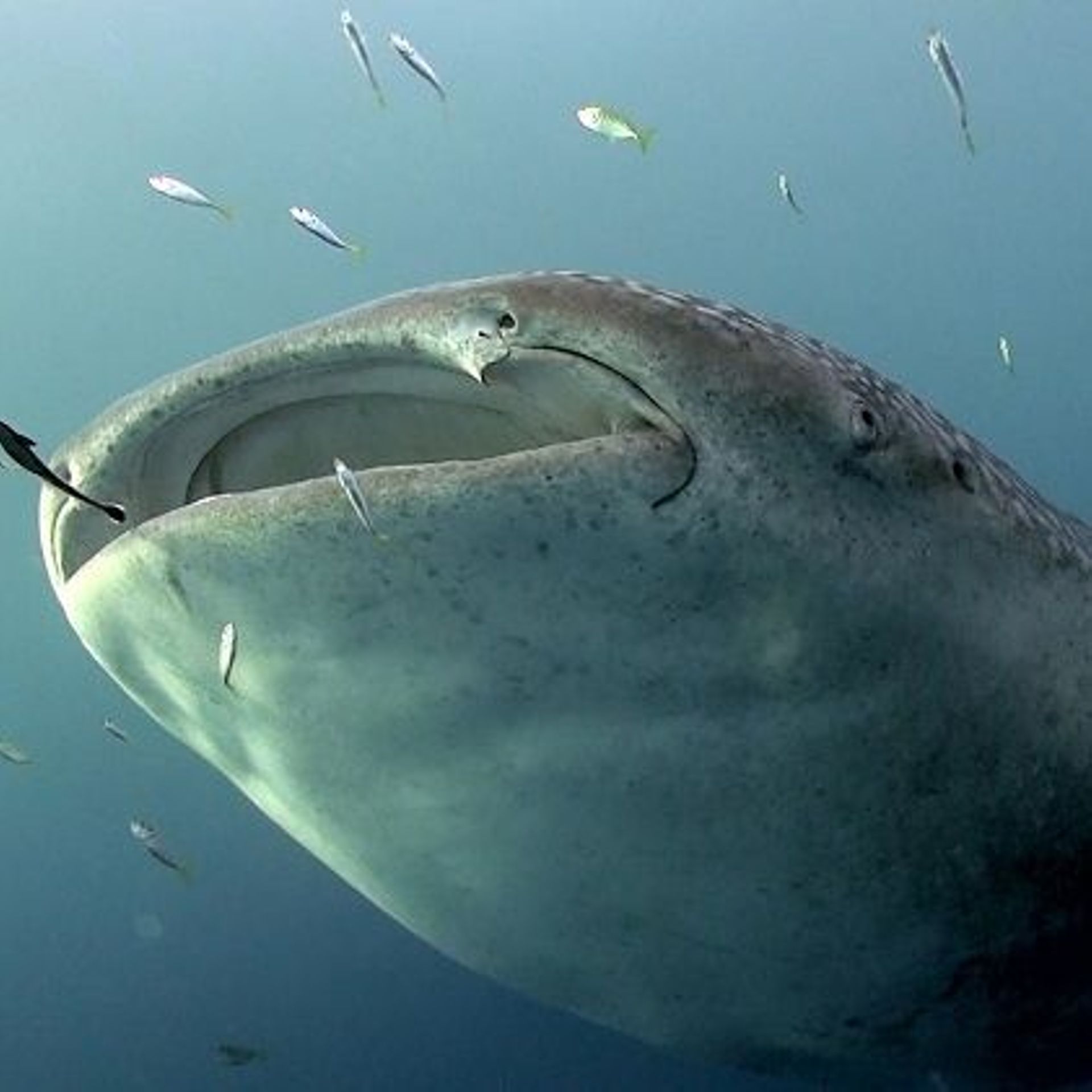 Un si gentil requin... - RTBF Actus