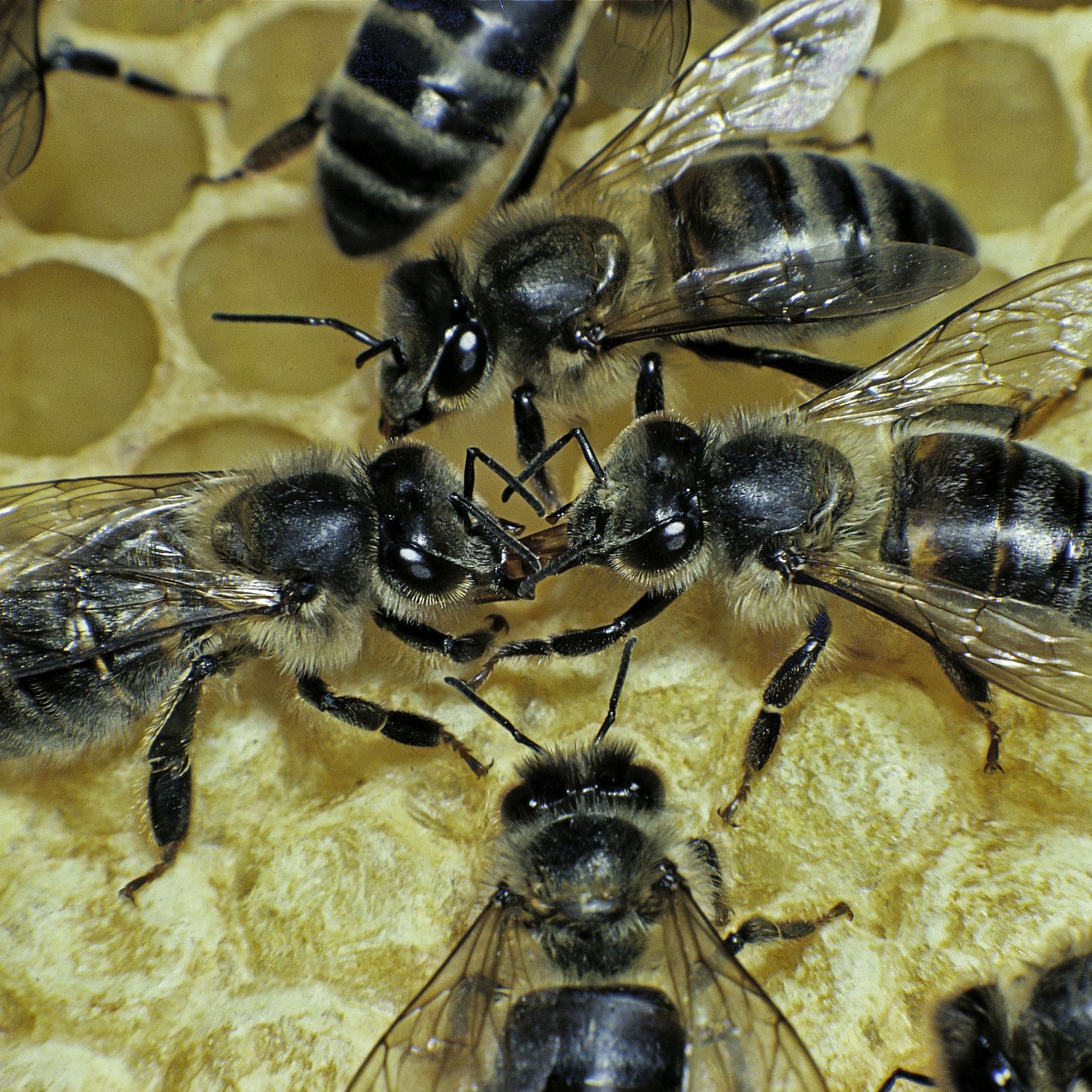 Apis mellifera (honey bee) – trophallaxis (mouth-to-mouth)