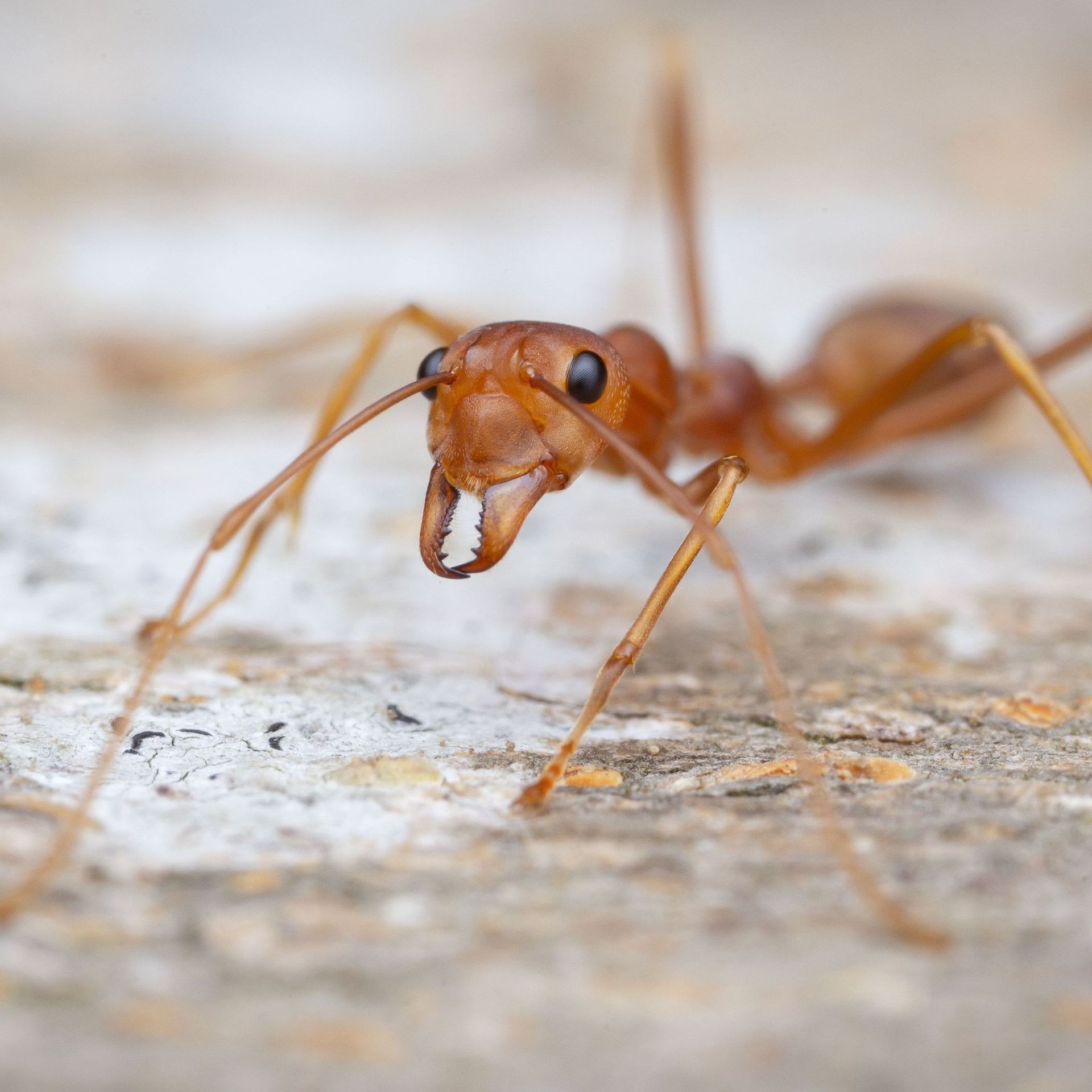 La redoutable fourmi de feu s'est installée en Europe - Le Temps