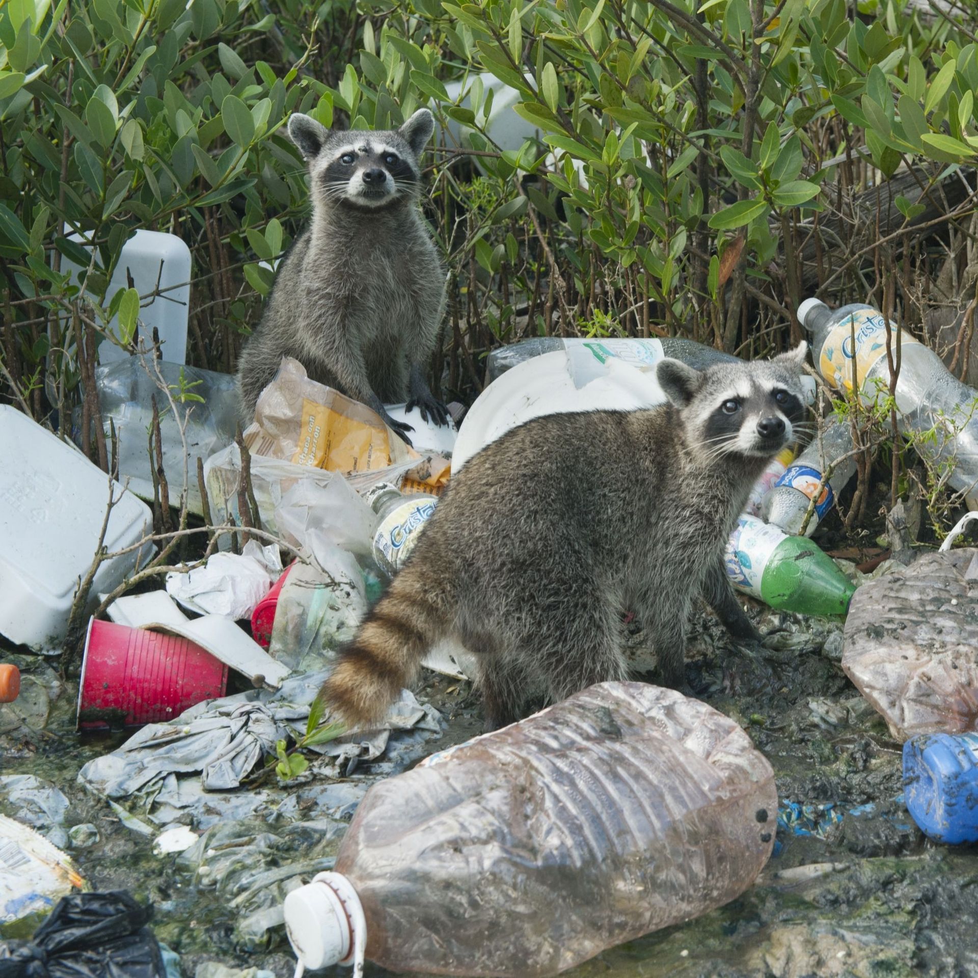 Pygmy Raccoon (Procyon pygmaeus) Critically endangered, Cozumel