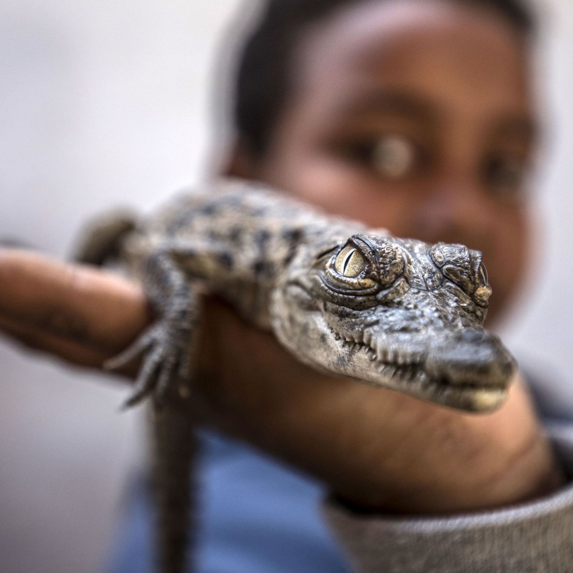 Egypte Chez Les Nubiens D Assouan Les Crocodiles Du Nil Sont Cajoles Comme Des Animaux De Compagnie Rtbf Be