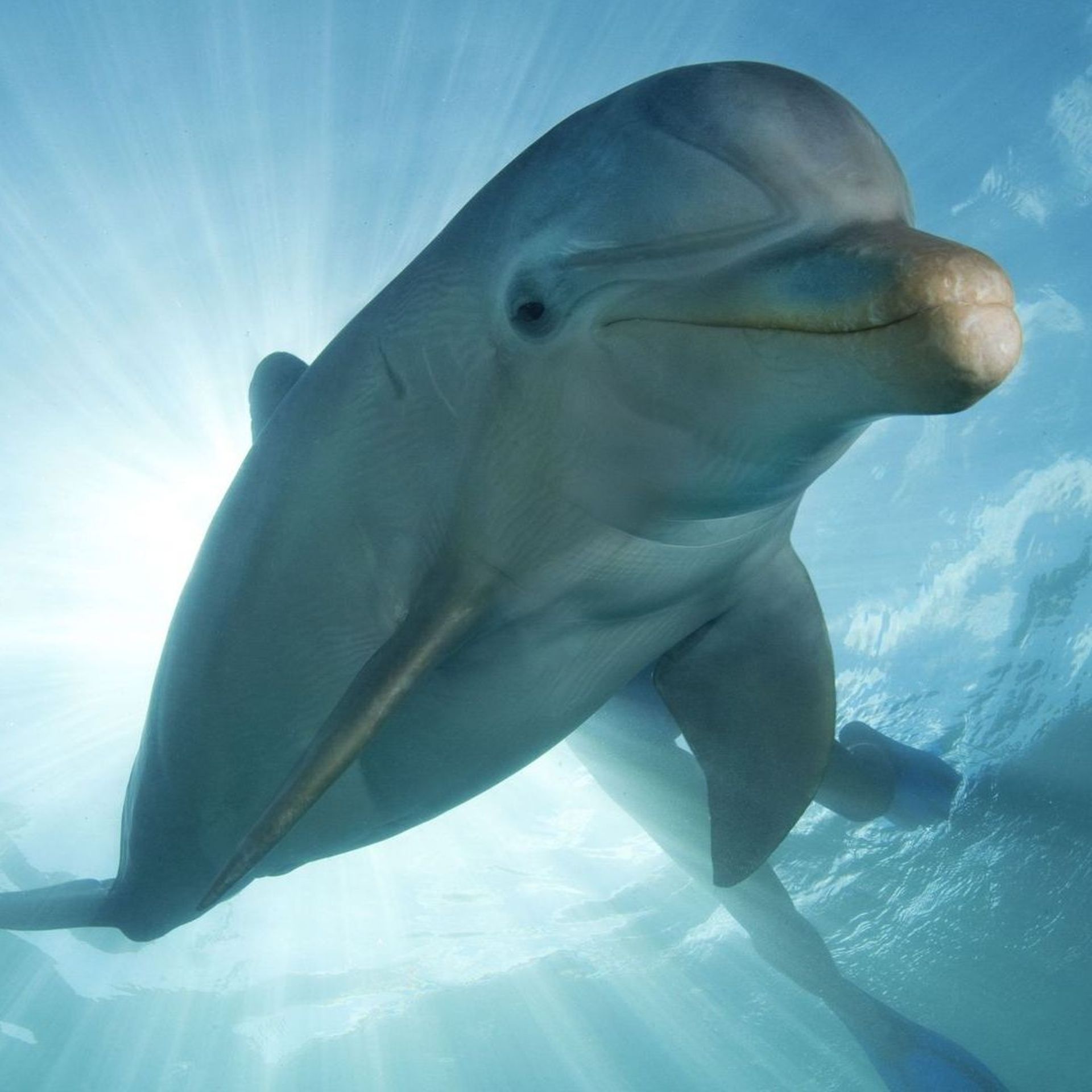 Les dauphins reconnaissent leurs amis grâce au goût de leur urine