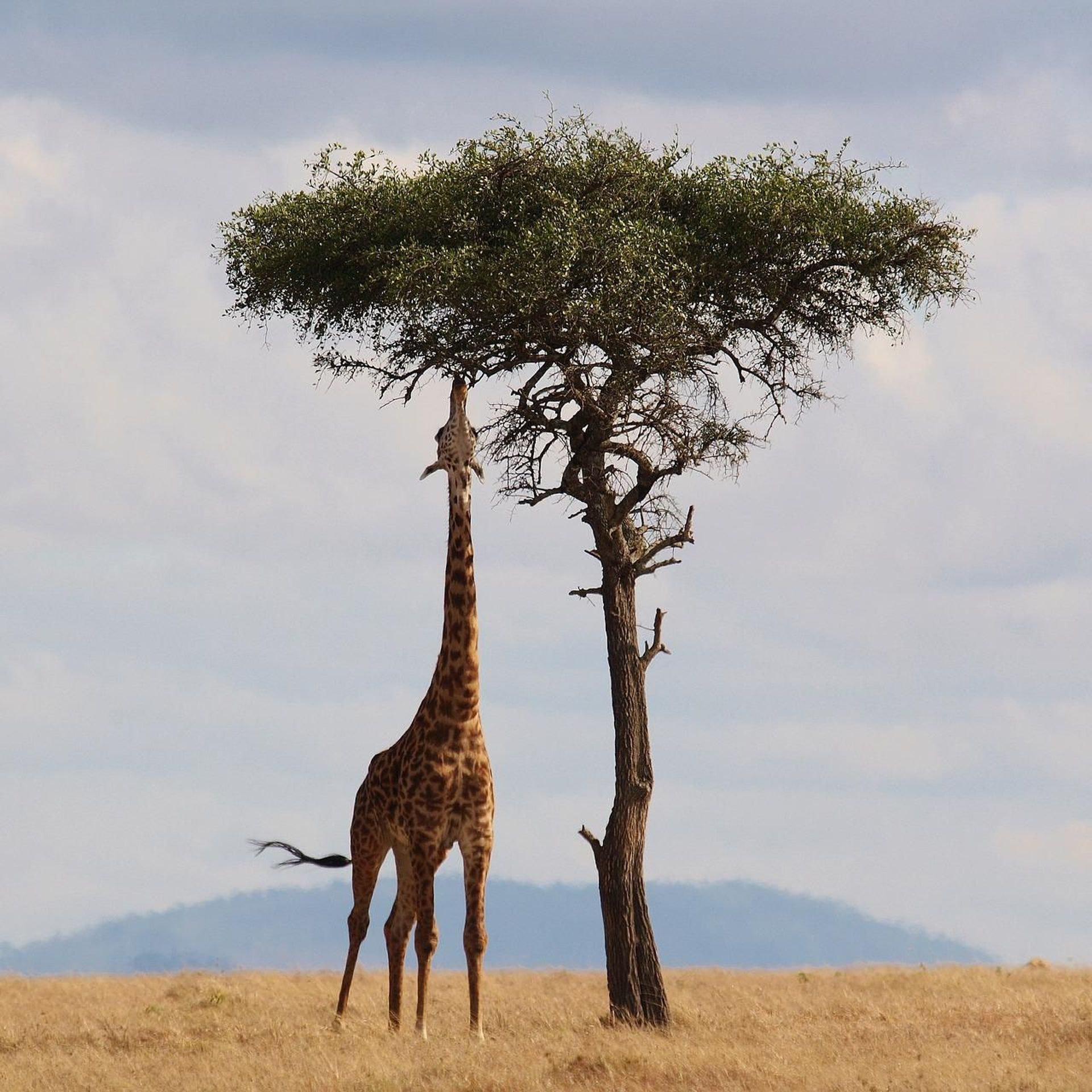 Une nouvelle hypothèse pour expliquer le long cou de la girafe 