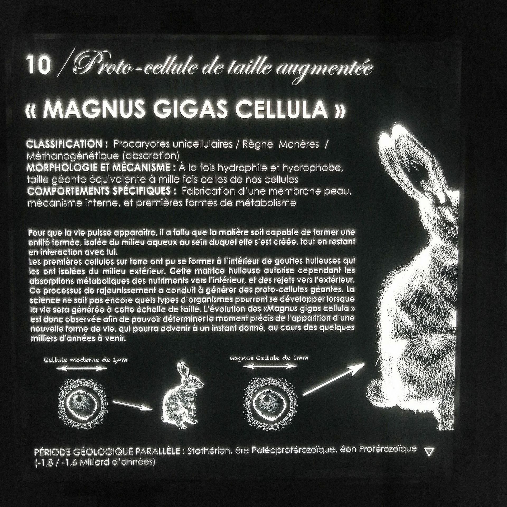 Golnaz Behrouznia et Dominique Peysson, proto-cellule de taille augmentée