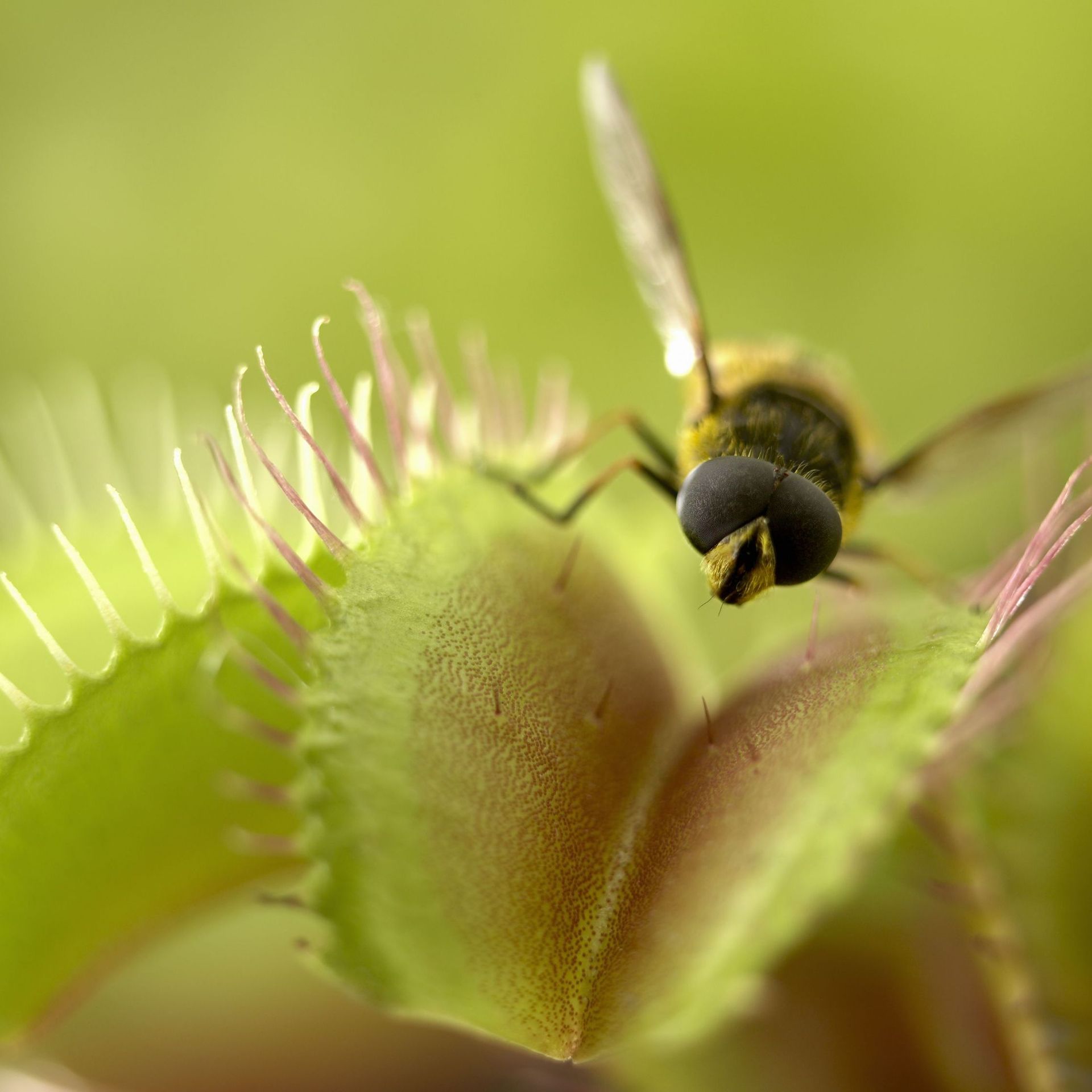 Dionée attrape mouche : 2 087 images, photos de stock, objets 3D et images  vectorielles