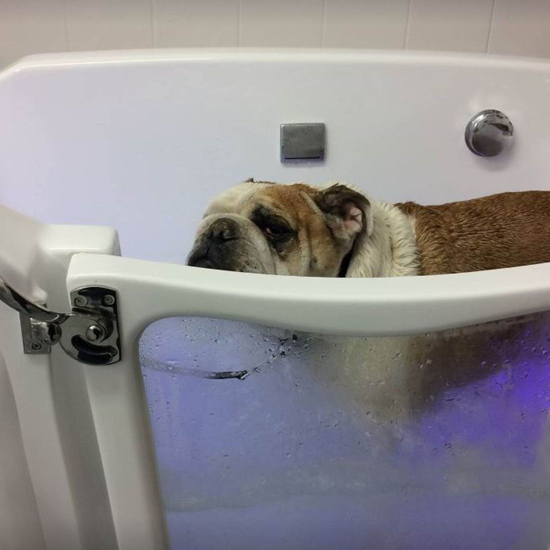 baignoire balnéo pour chien