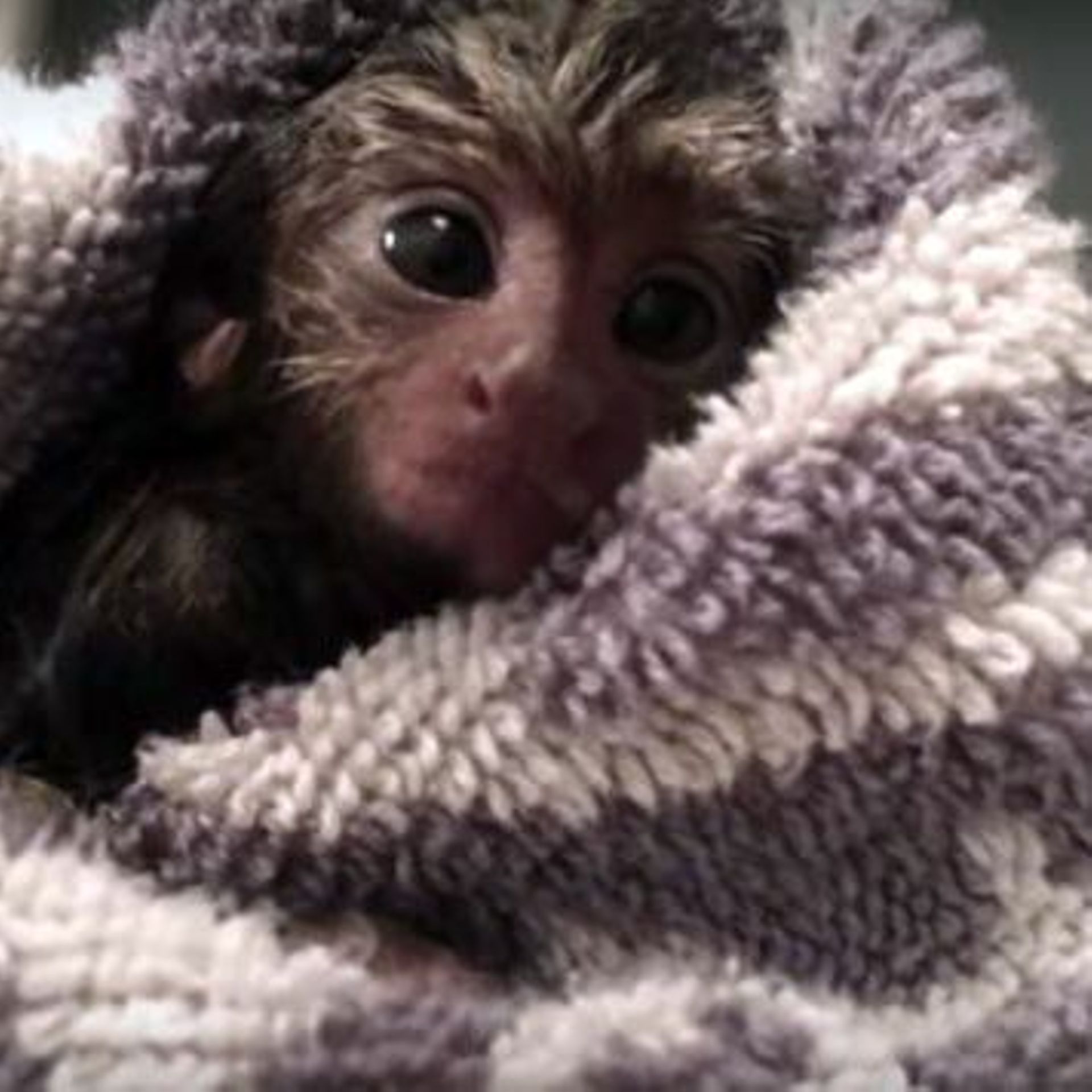 Moment Tendresse Un Bebe Ouistiti Prend Son Premier Bain Rtbf Be