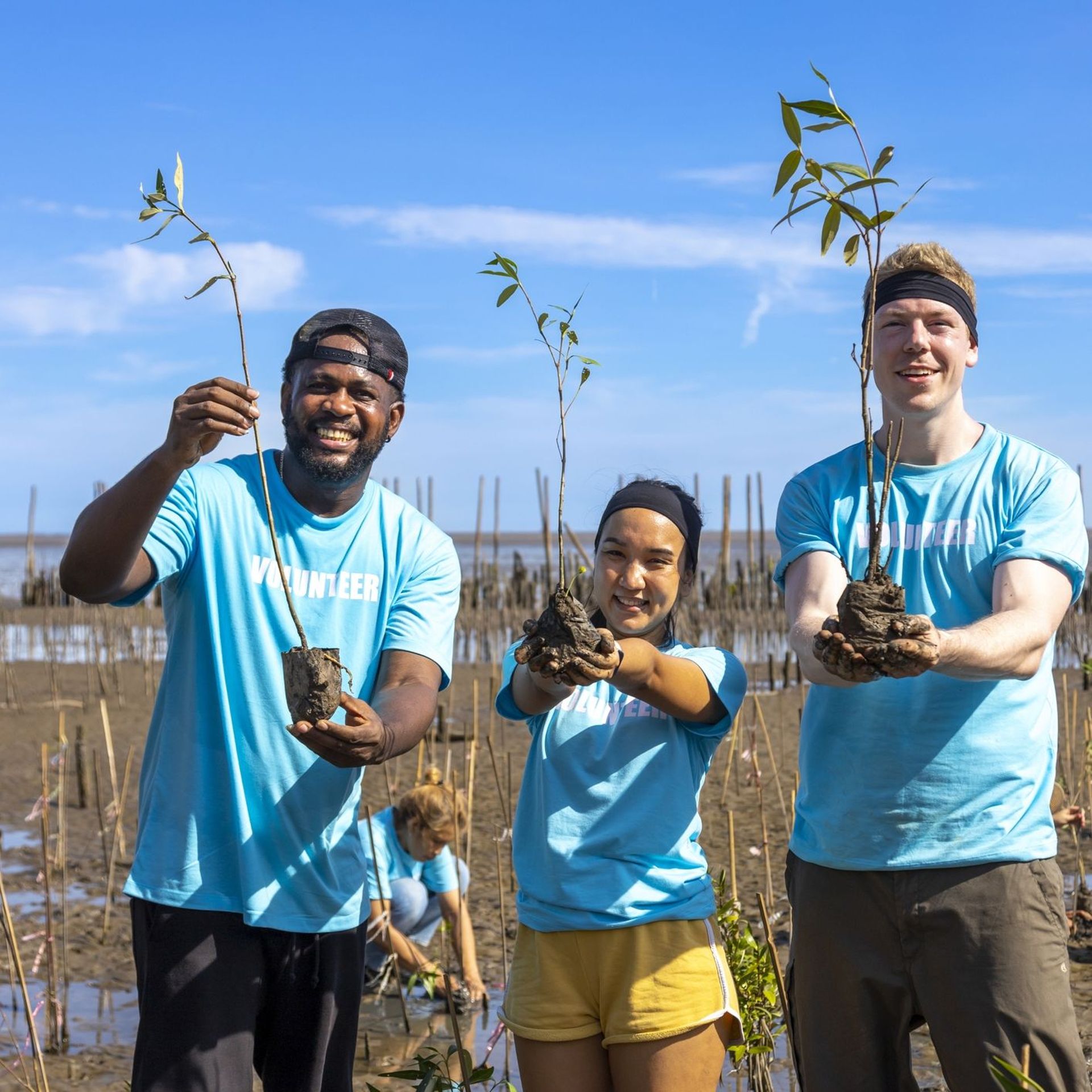Des volontaires replantant une mangrove