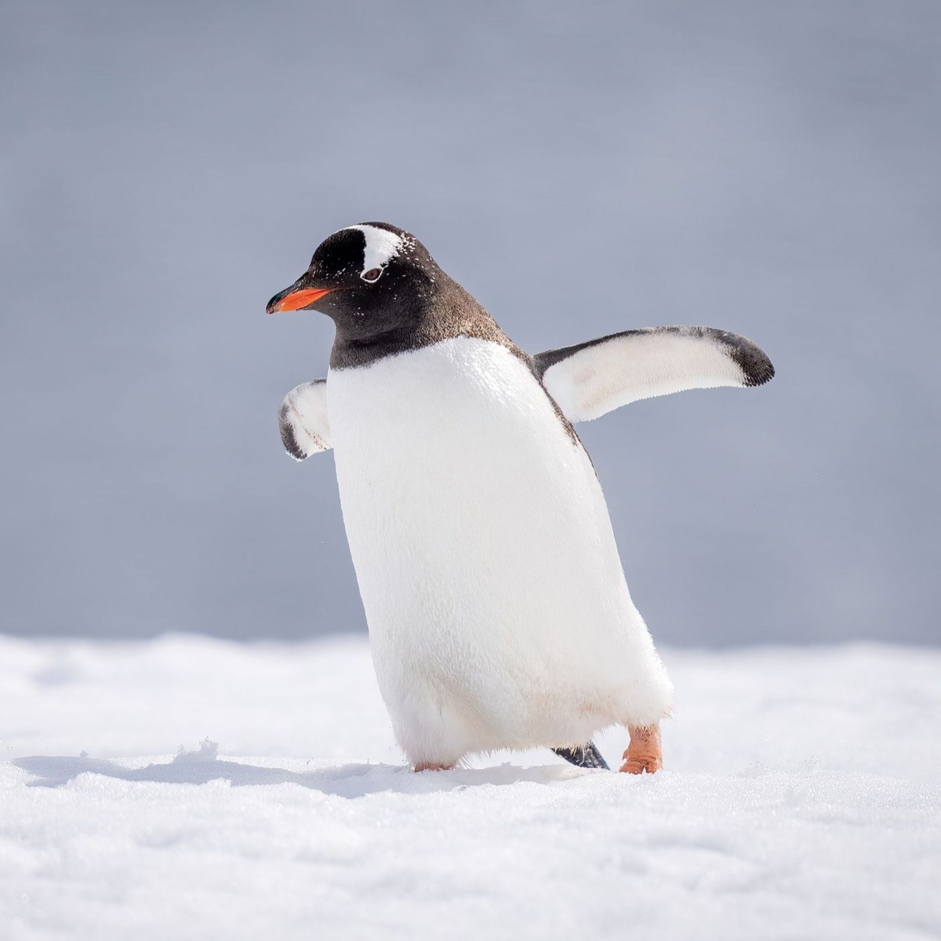la démarche du pingouin
