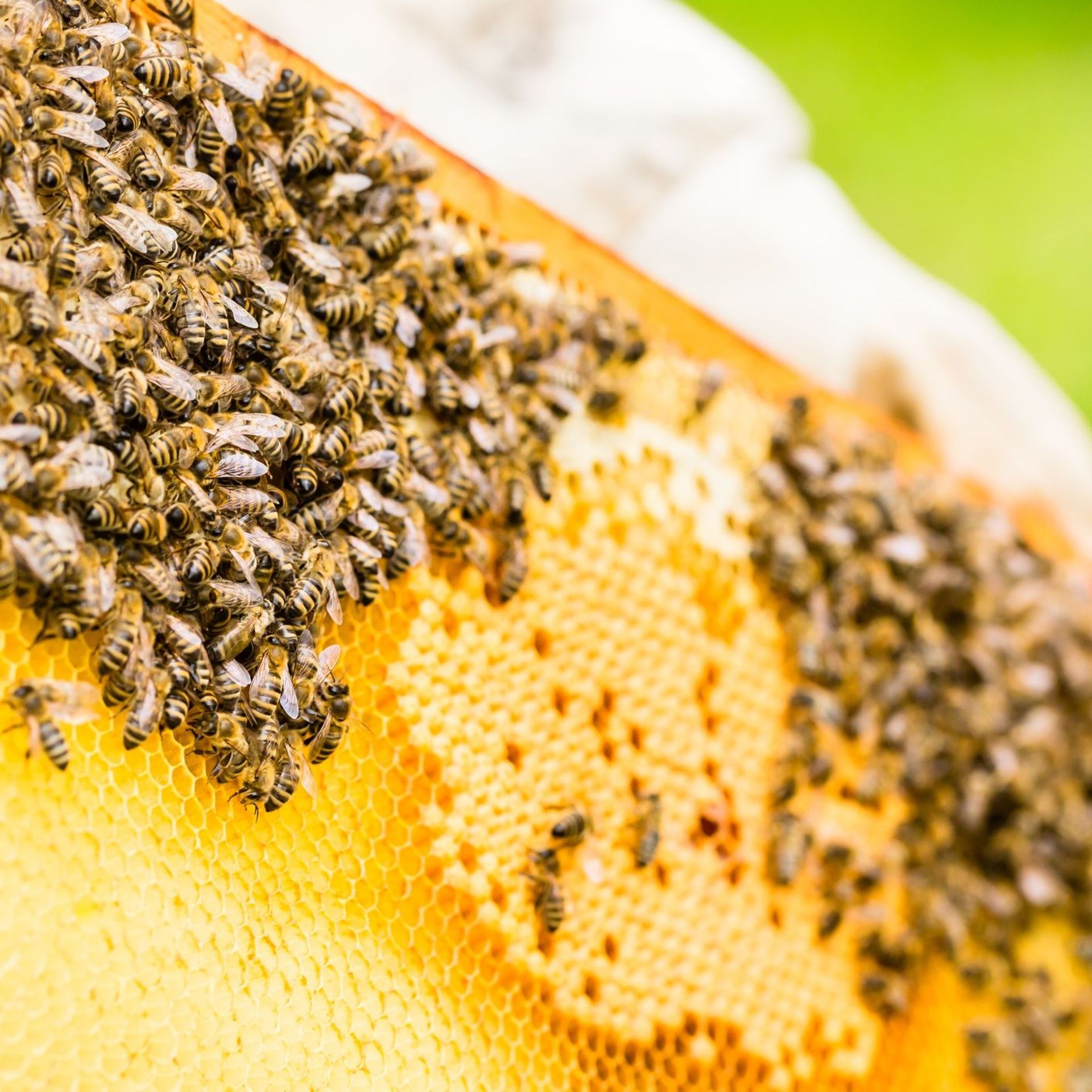 Qu'est ce que la cire d'abeille ? Comment est-elle fabriqué ?