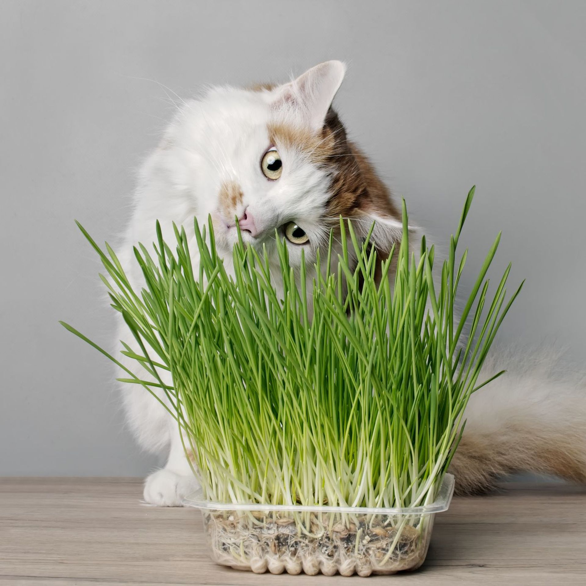 L Herbe A Chat Pourrait Vous Servir A Autre Chose Qu A Enerver Votre Chat Rtbf Be