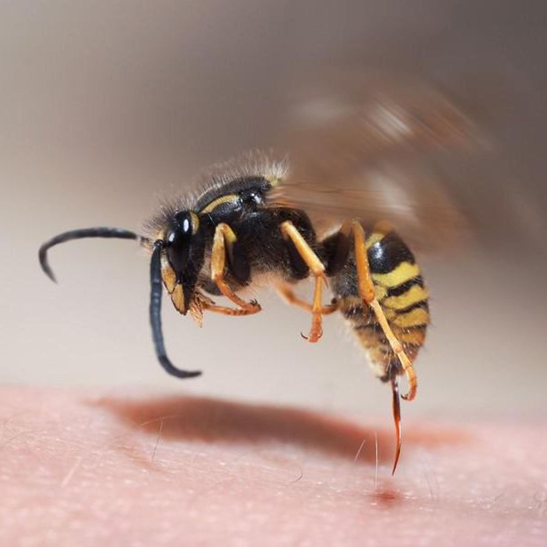 Un Touriste Decede D Une Piqure De Frelon Dans Un Camping En France A Quoi Faut Il Prendre Garde