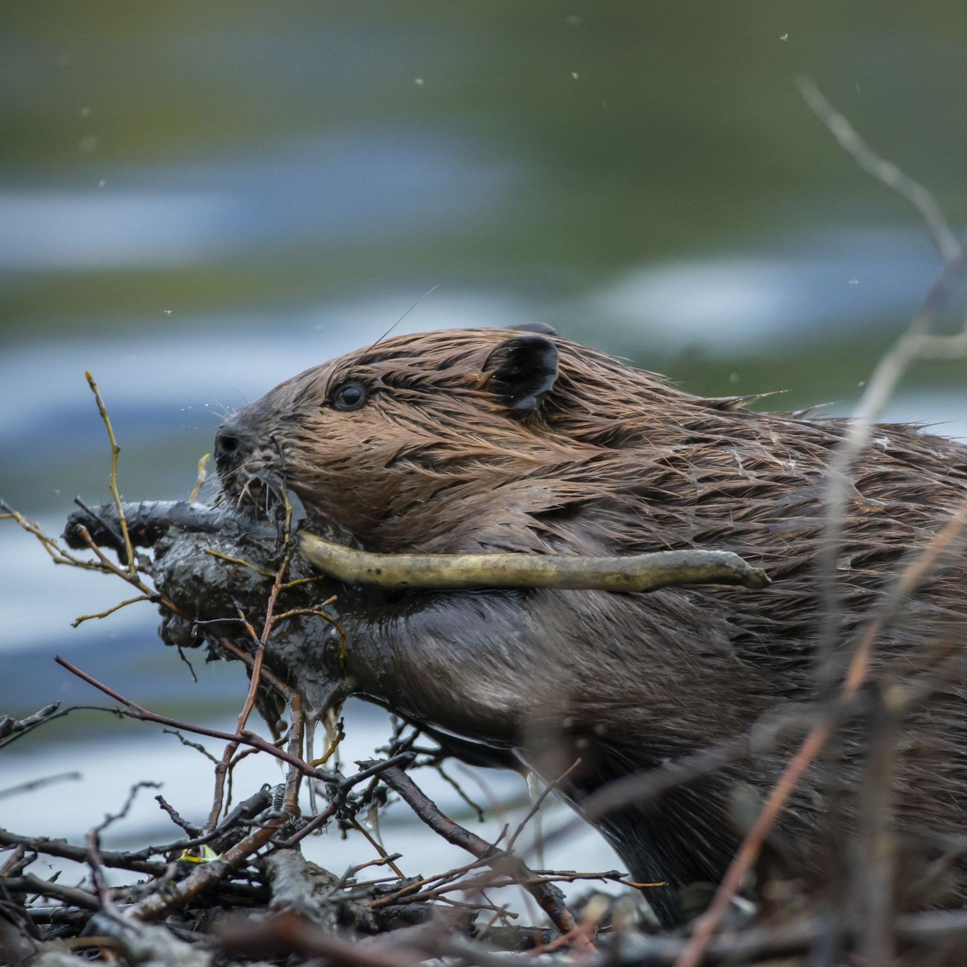 Beaver, American Beaver, Castor canadensis,