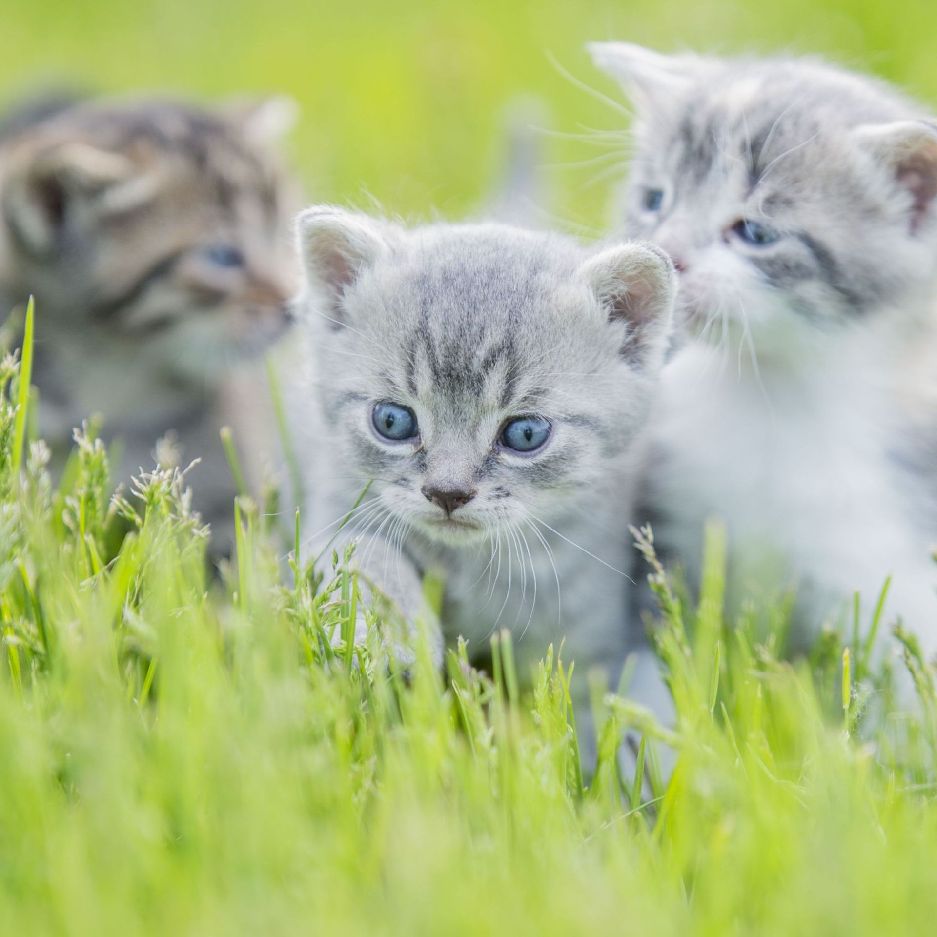 Que Faire Si L On Trouve Des Chatons Dans La Nature Rtbf Be