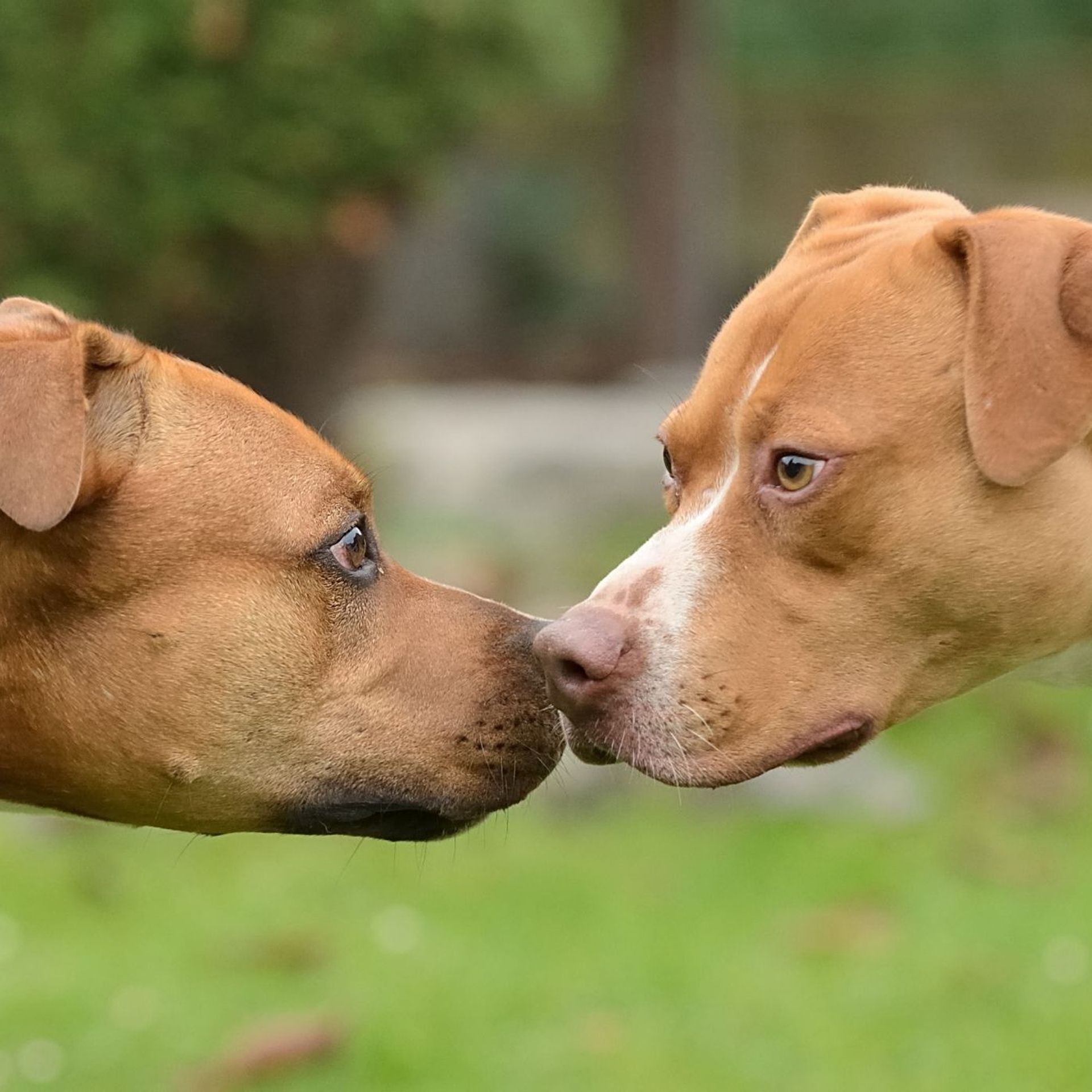 Mon chien se fait attaquer par un autre chien : comment réagir ? - RTBF  Actus