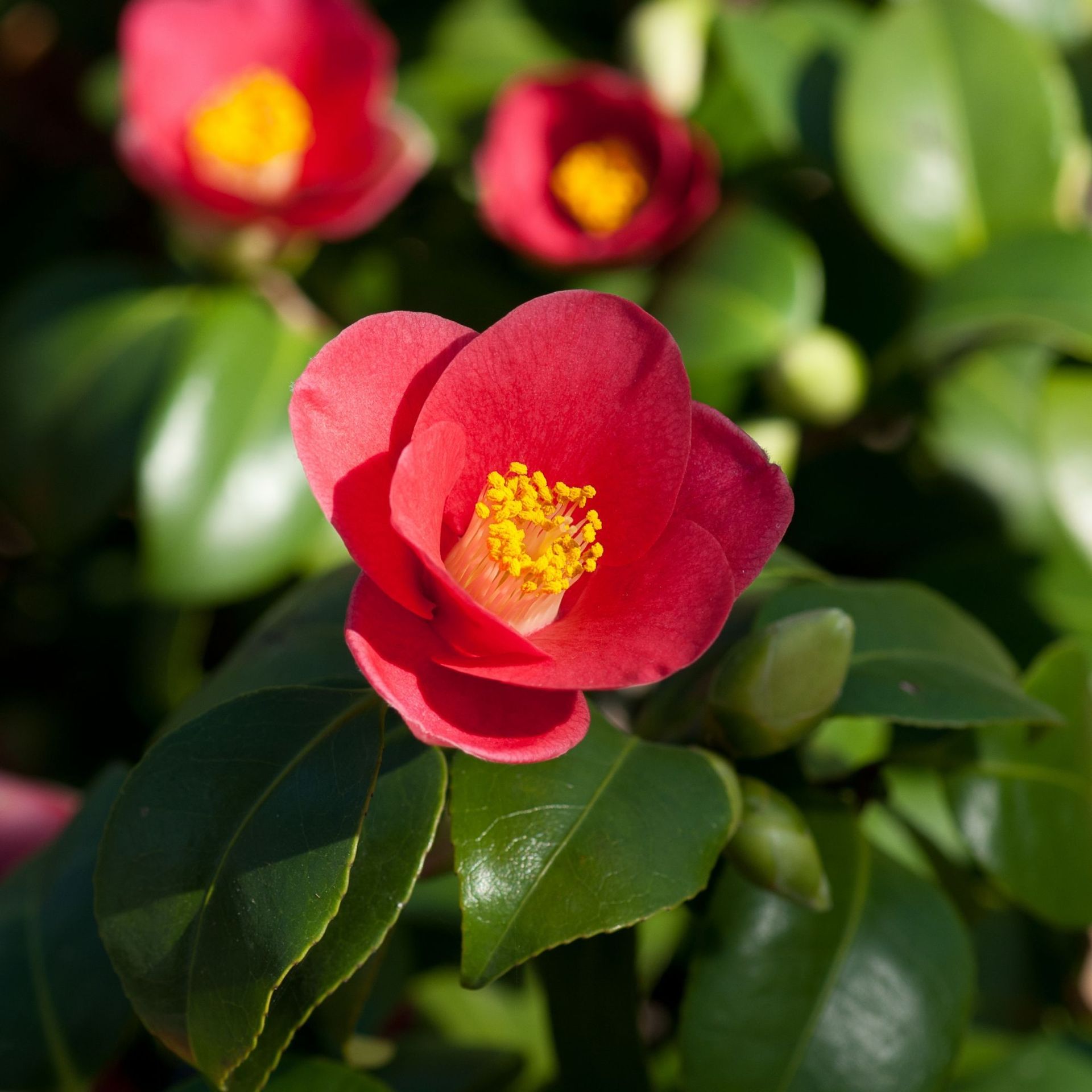 Camélia d'automne : pourquoi il est grand temps d'en planter un dans votre  jardin ?