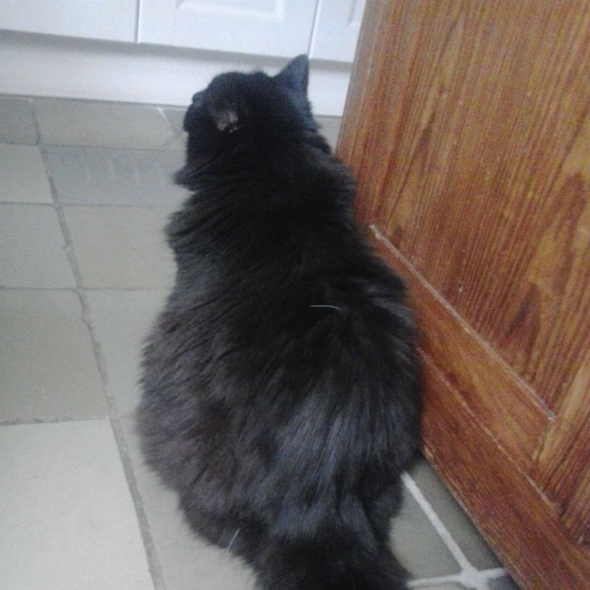 La Ville De Marche En Famenne Lutte Contre Les Chats Errants