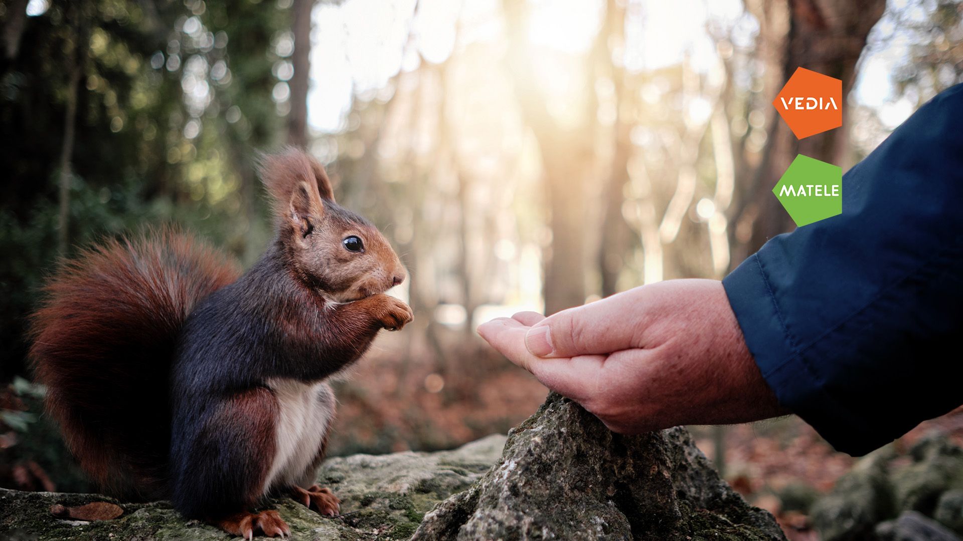 Apprivoiser un animal sauvage : bonne ou mauvaise idée ?