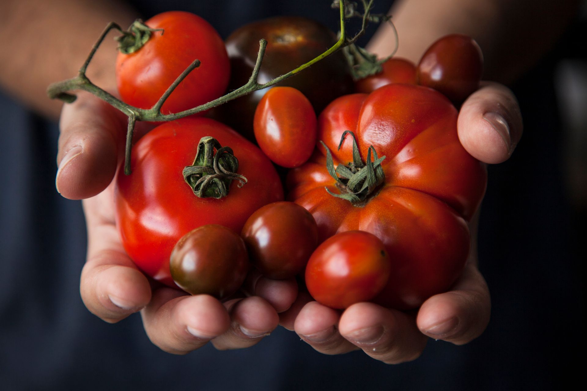 Testing de tomates : grosse déception pour celles de la grande distribution
