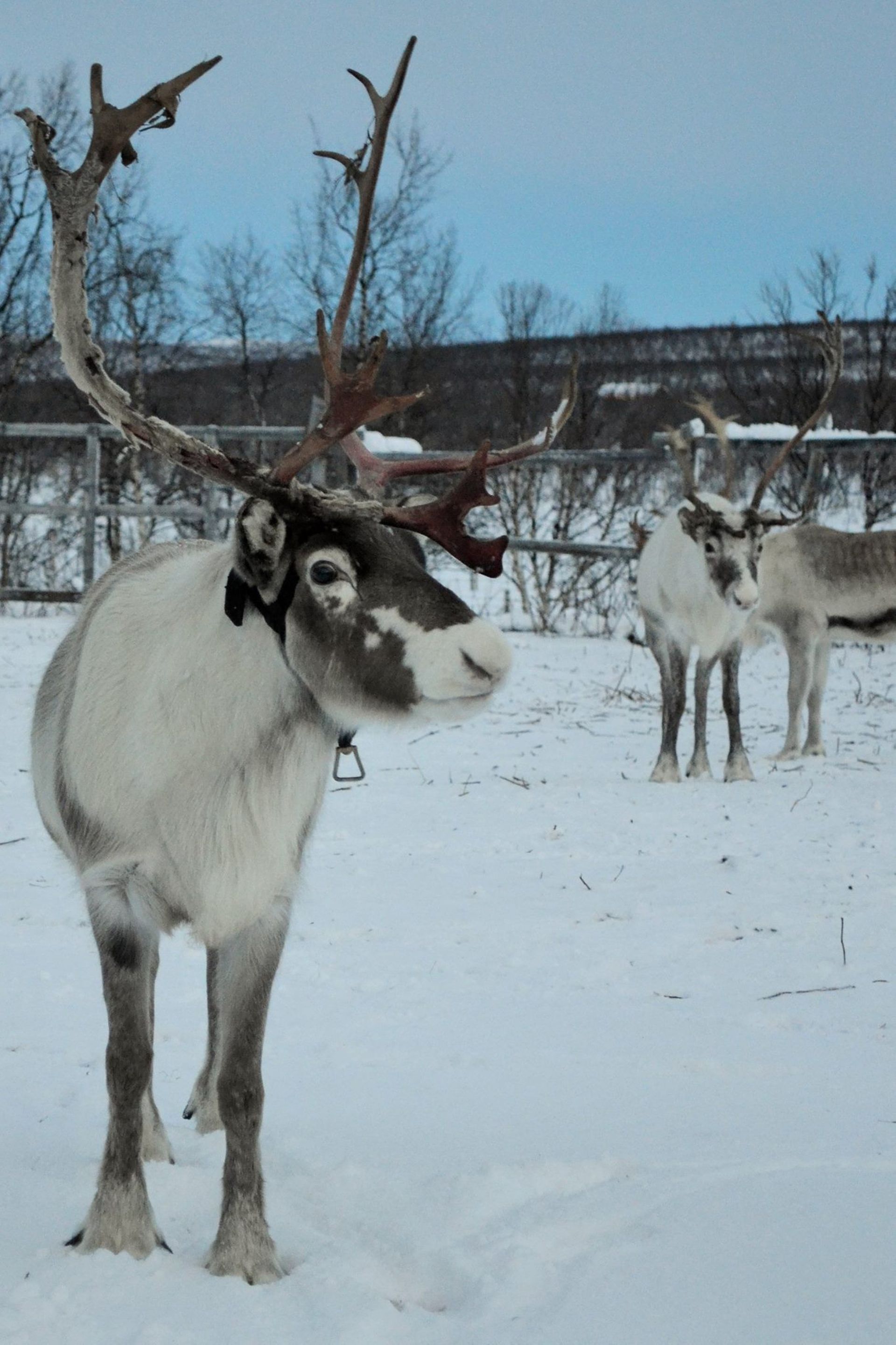 Elevage de rennes à Kiruna