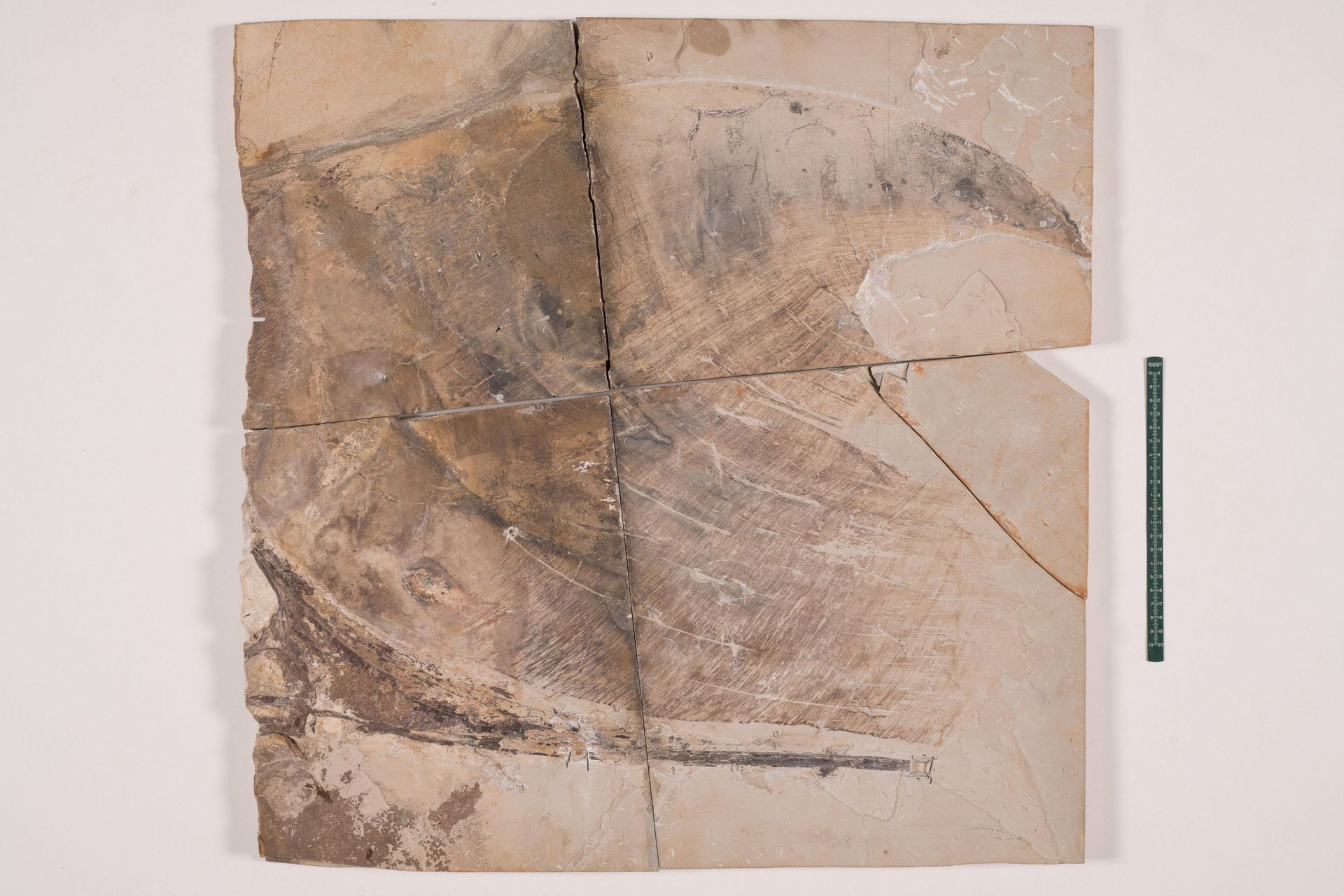 Le spécimen fossile entier – une crête crânienne – avec l’arrière de la tête à droite