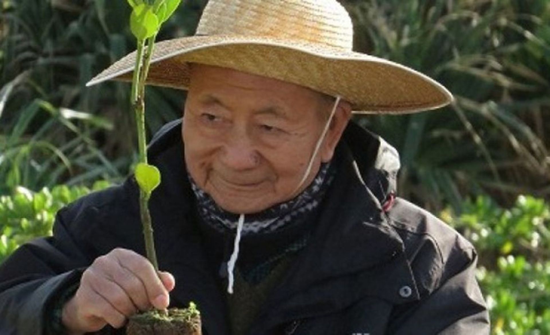 Un japonais a replanté 40 millions d'arbres de forêt vierge