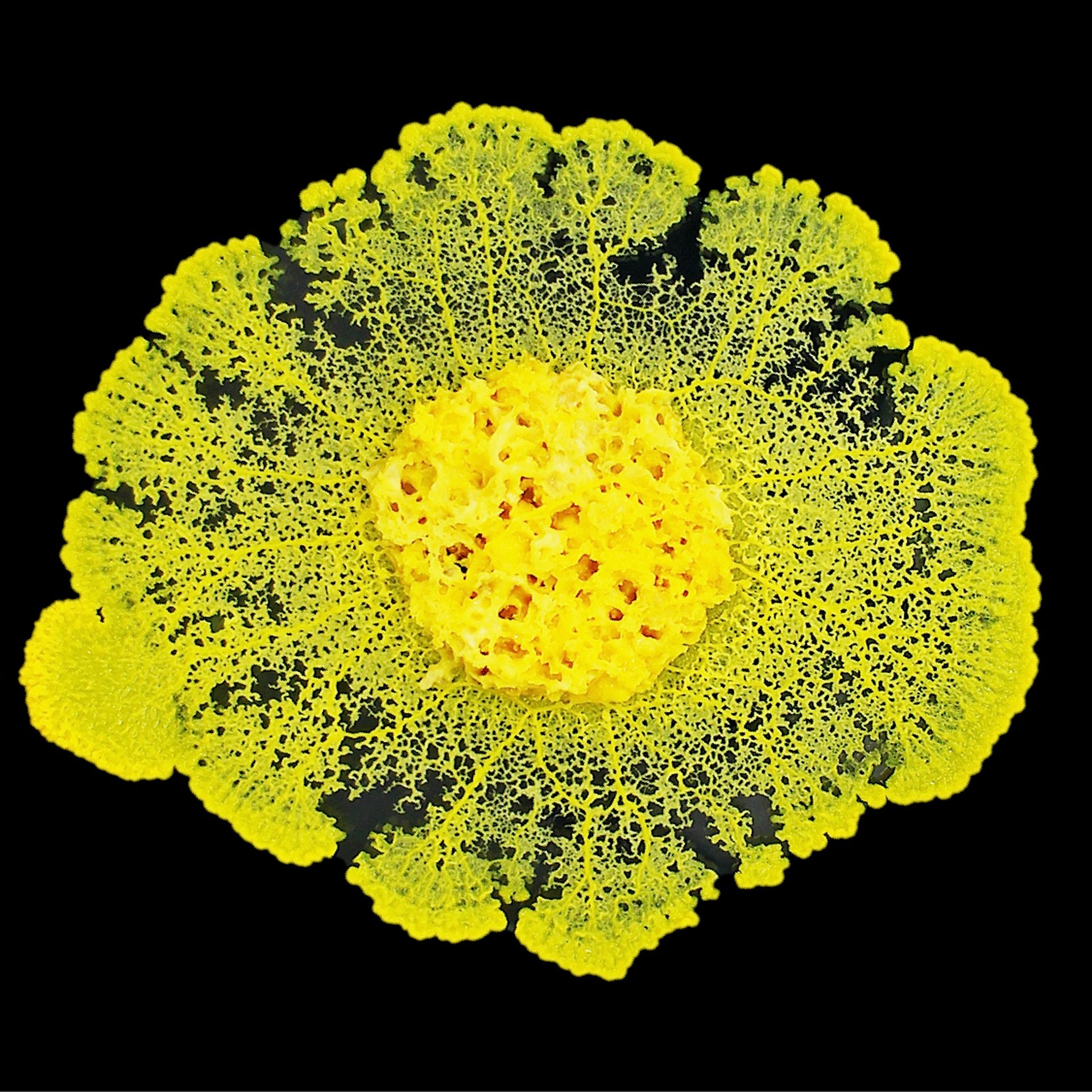 Physarum polycephalum, populairement appelé Blob, l’organisme vivant qui accompagnera Pesquet lors de la mission "Alpha" dans l’ISS.