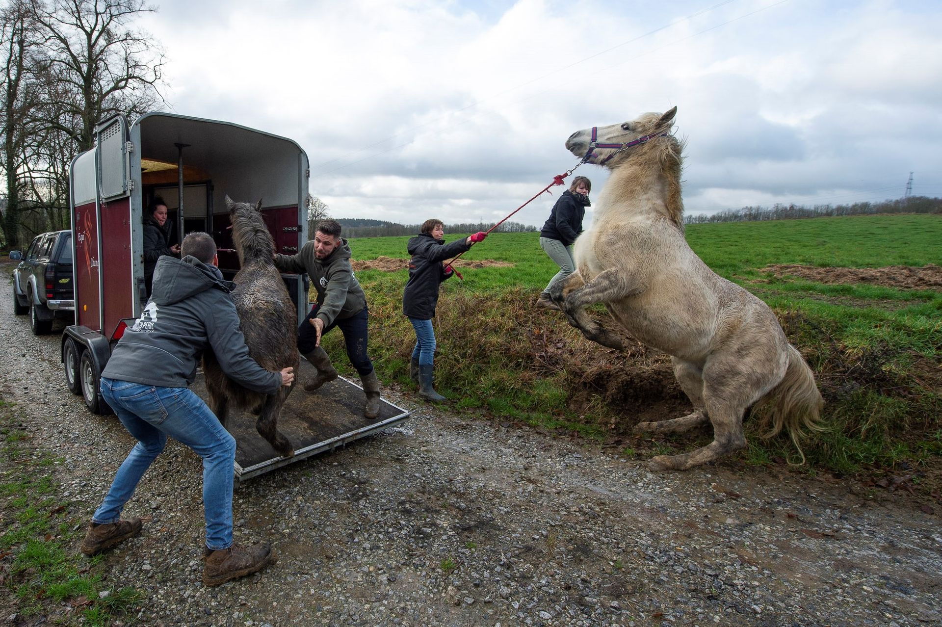 Seize chevaux maltraités saisis à Ciney - RTBF Actus