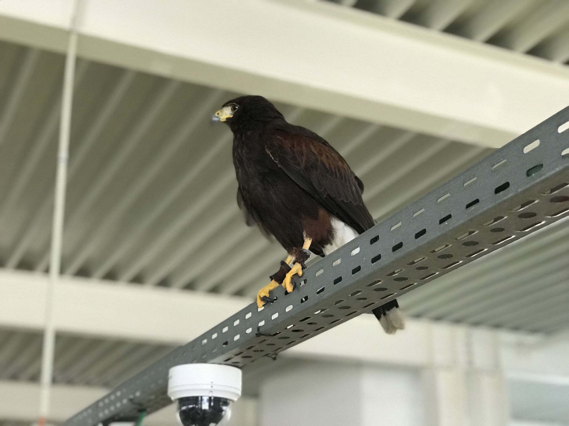 L'effarouchement avec des rapaces pour lutter contre la prolifération — free download