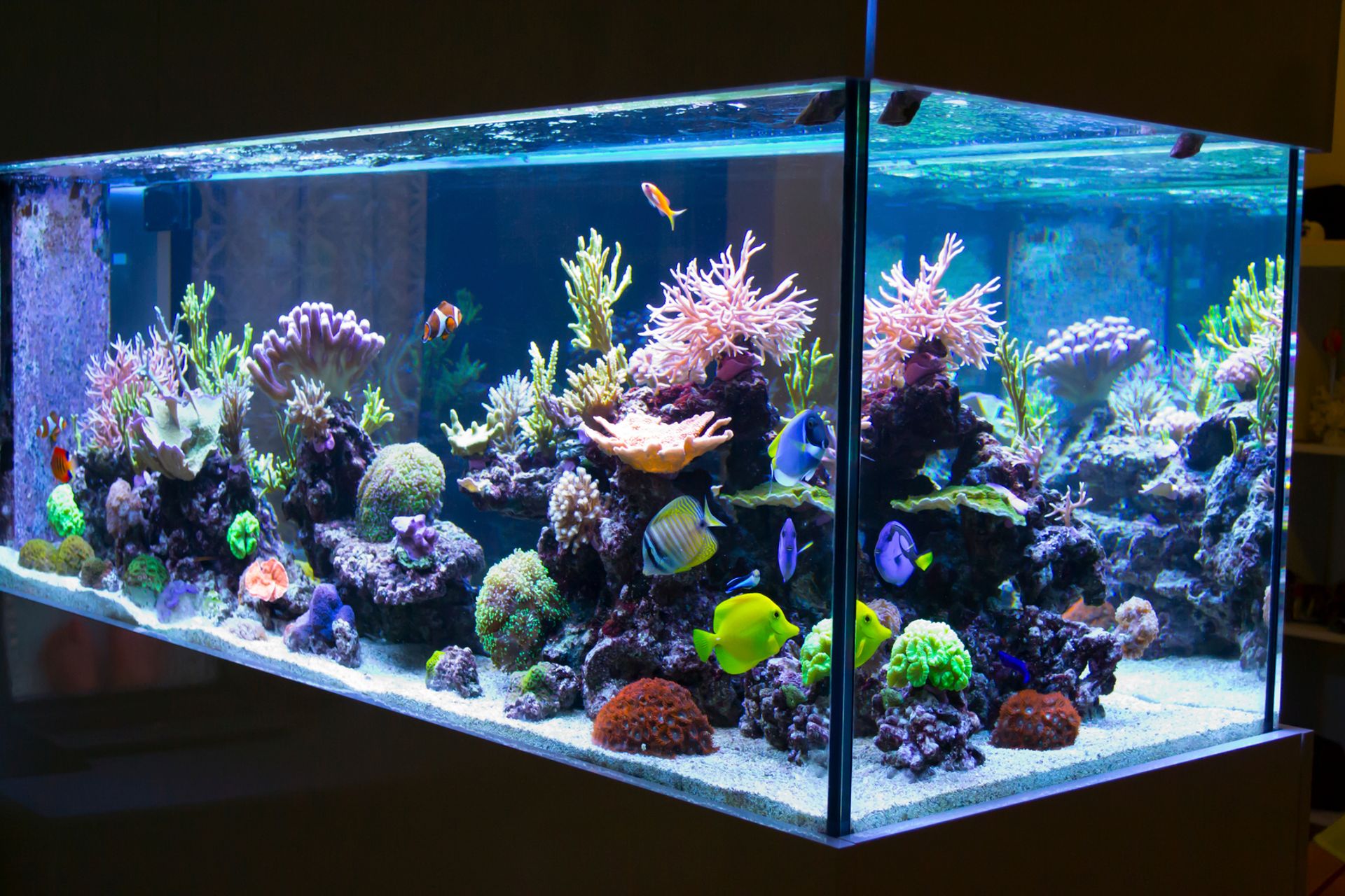 Un aquarium d'eau de mer récifal pour les nuls