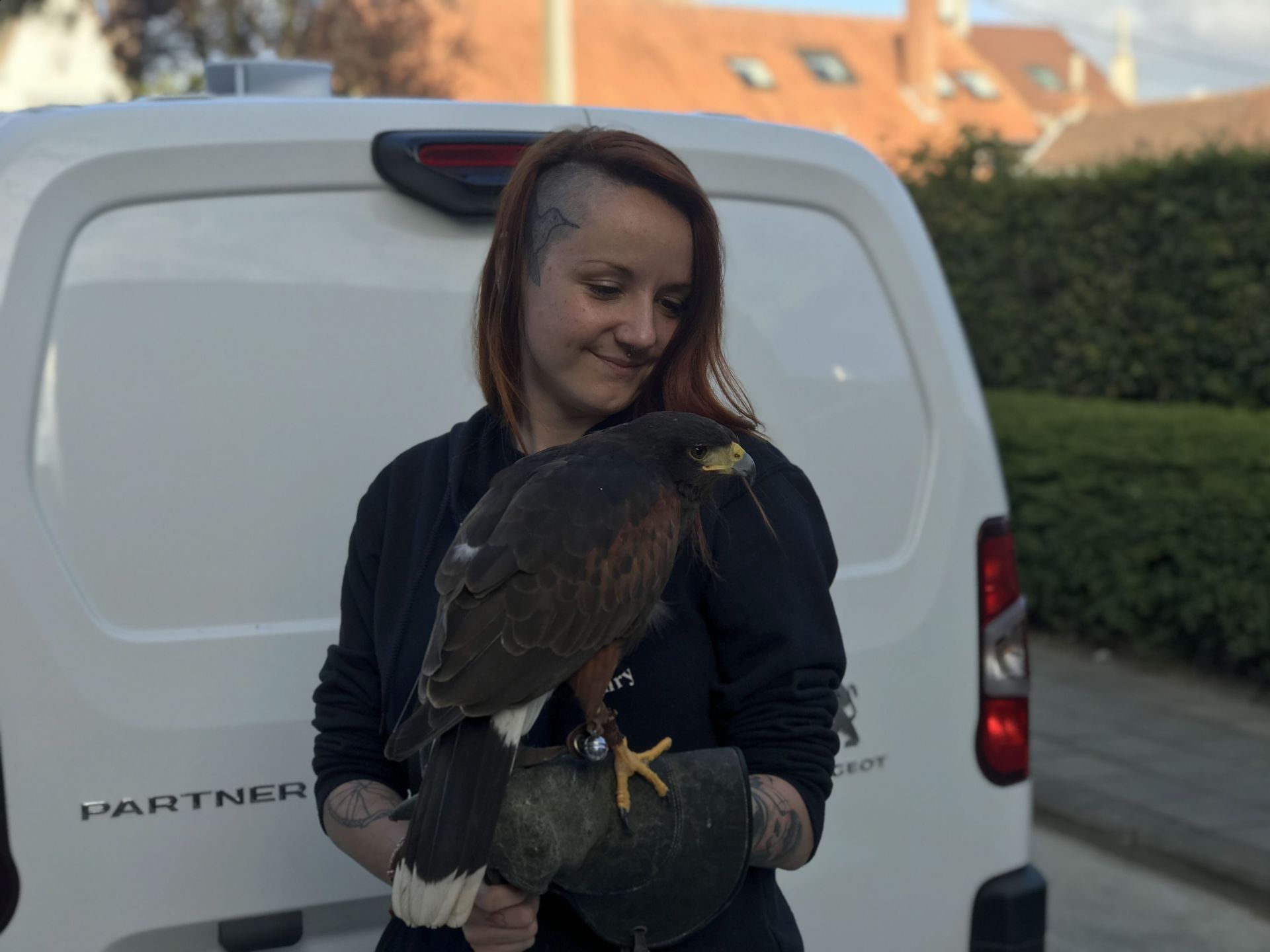 L'effarouchement avec des rapaces pour lutter contre la prolifération — free download