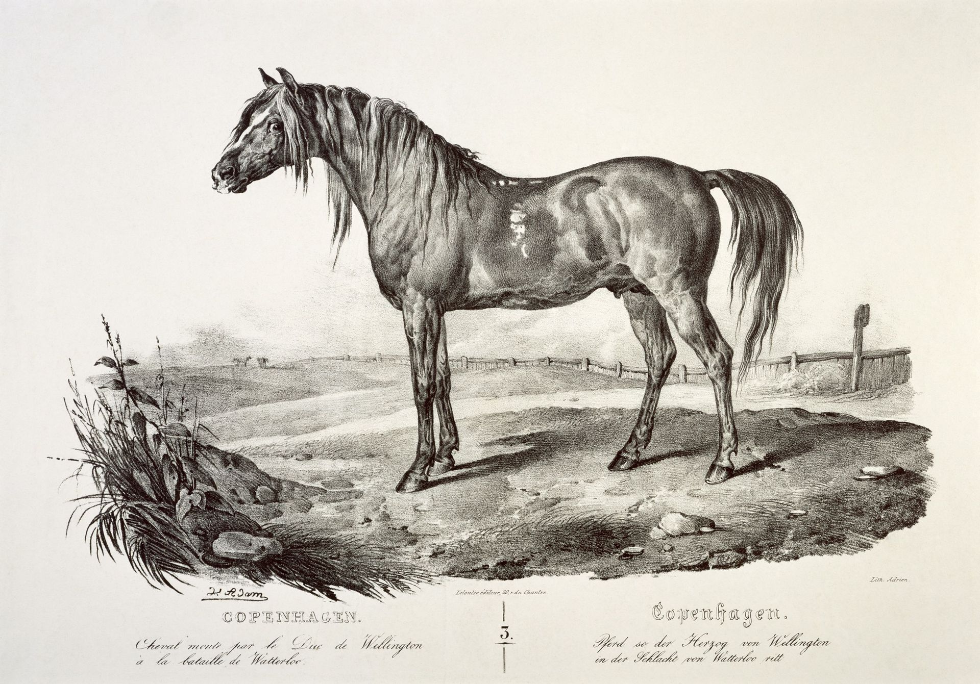 Copenhagen, le cheval du Duc de Wellington