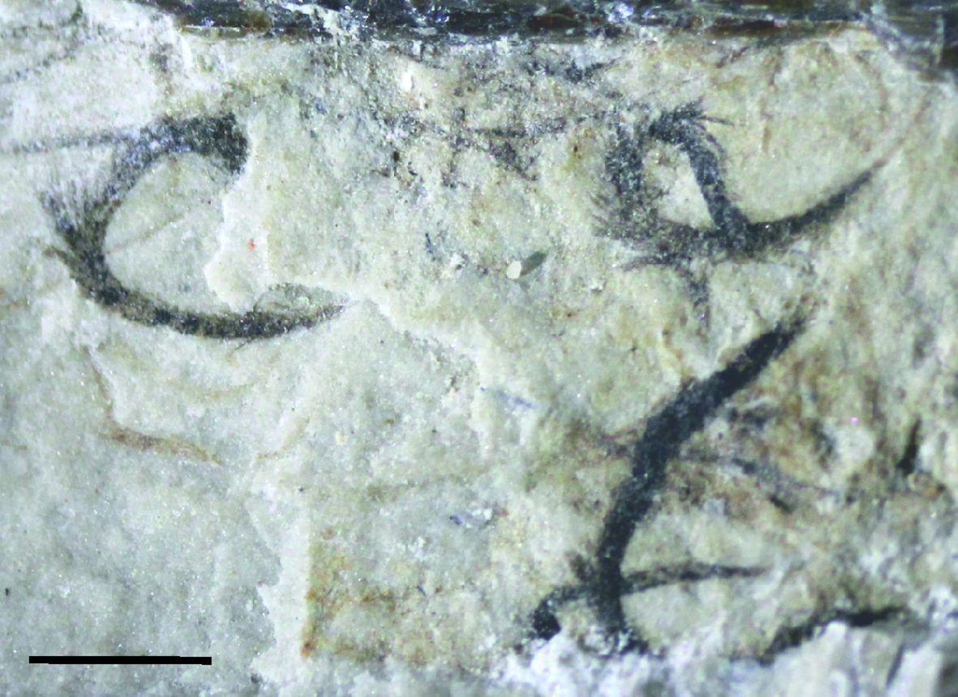 Amas de plumes branchées du ptérosaure Tupandactylus