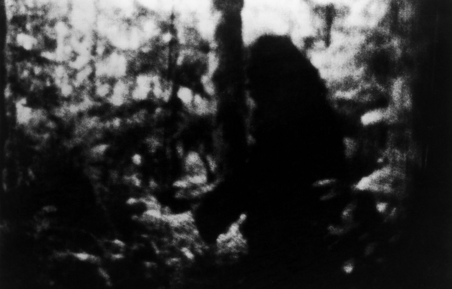 La plupart des photos de Bigfoot sont bien trop floues pour être honnêtes
