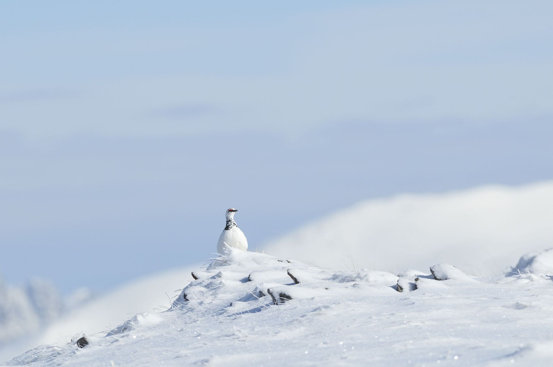 Carnet nature : tout savoir sur les plumes des oiseaux 