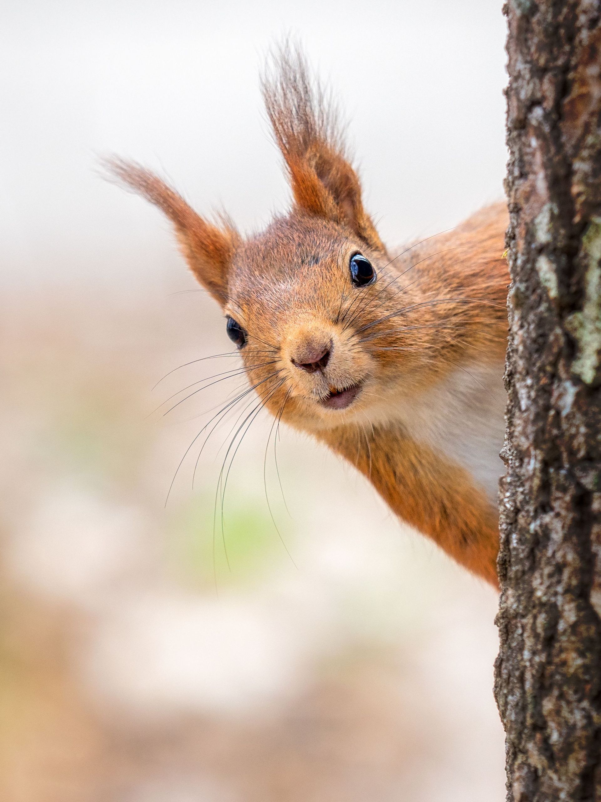 Hivernation : comment les écureuils font-ils pour rester des mois