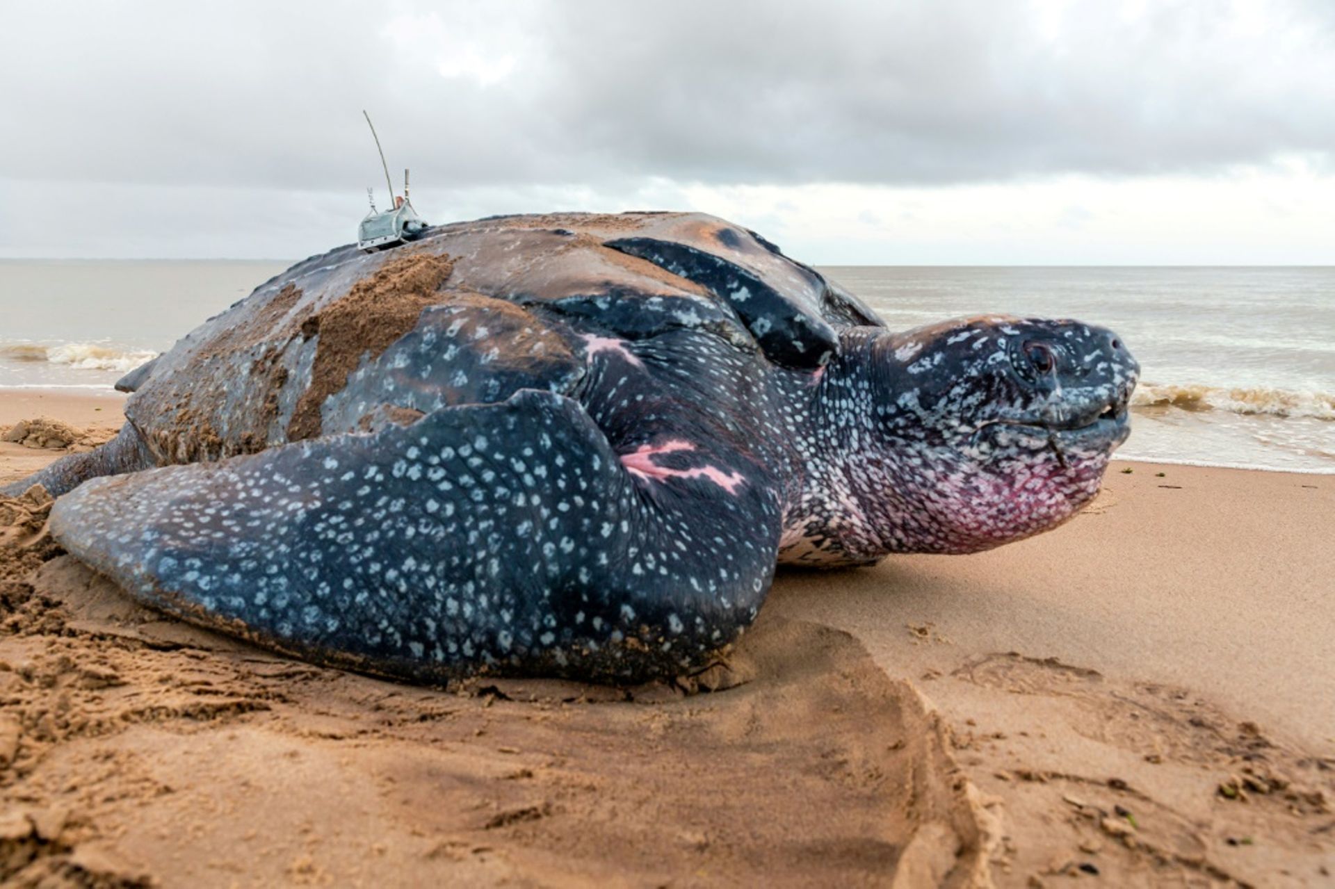 Cycle de vie de la tortue luth