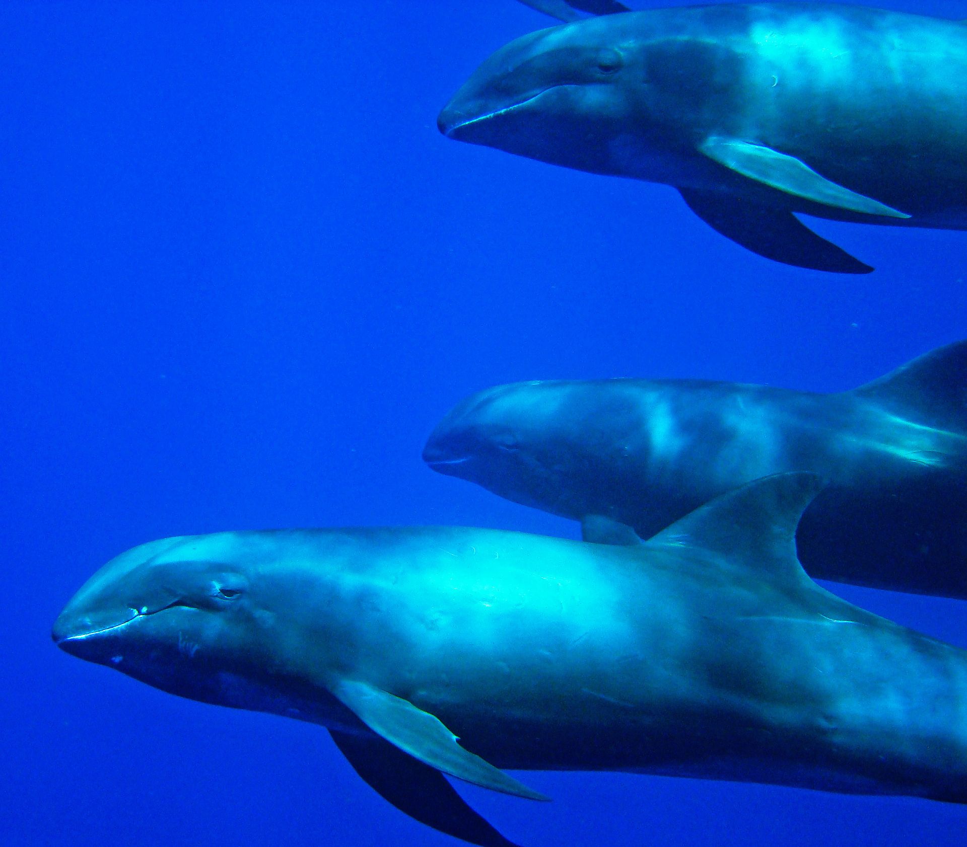 On a découvert une nouvelle race de dauphin qui a des pouces !